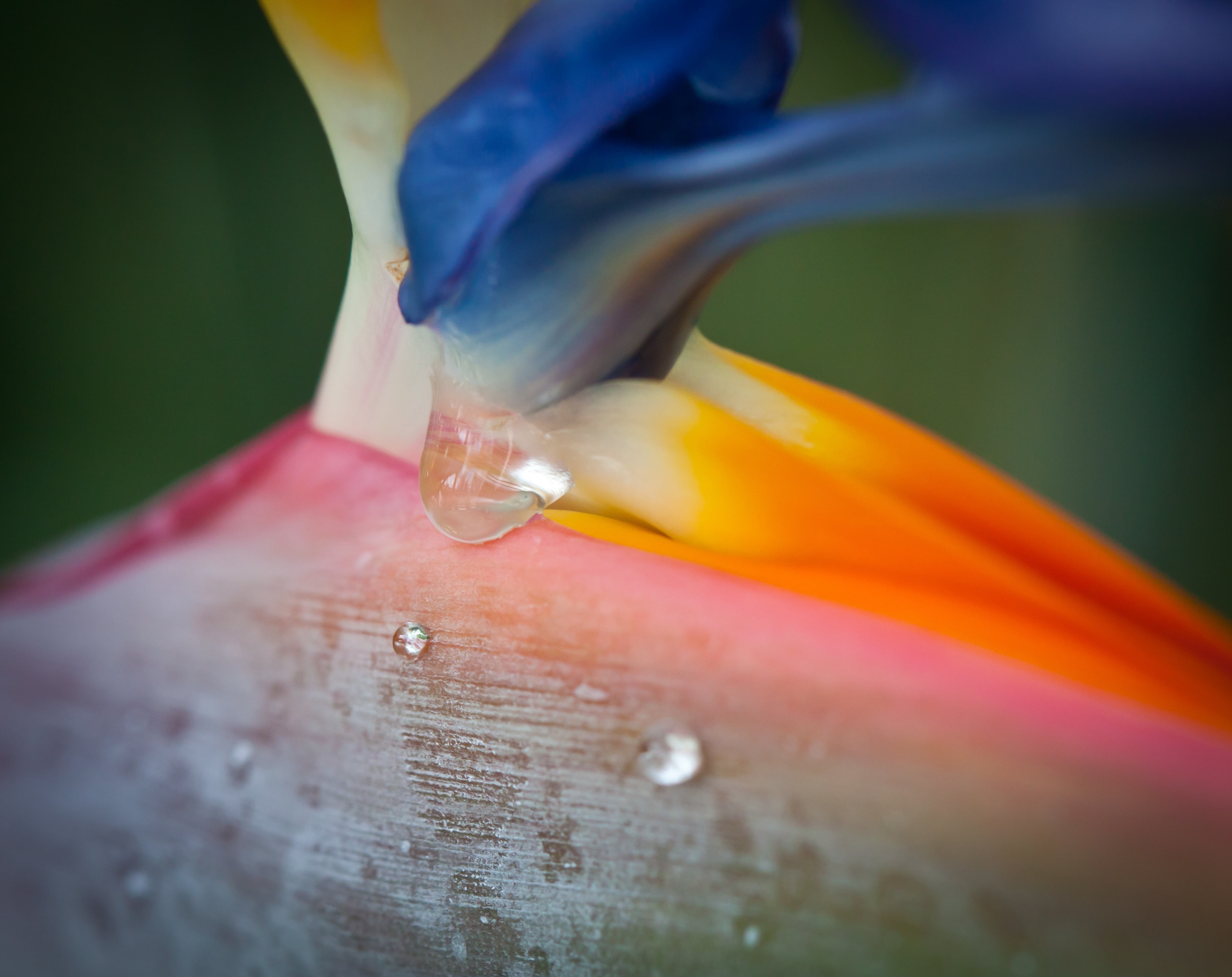 Aero, Botanical, Flower, fragility, reginae, flower head, water, Paradise, hage, vulnerability, strelitziareginae, hand, finger, Macro, Colorful, oslobotanicalgarden, HD Wallpaper