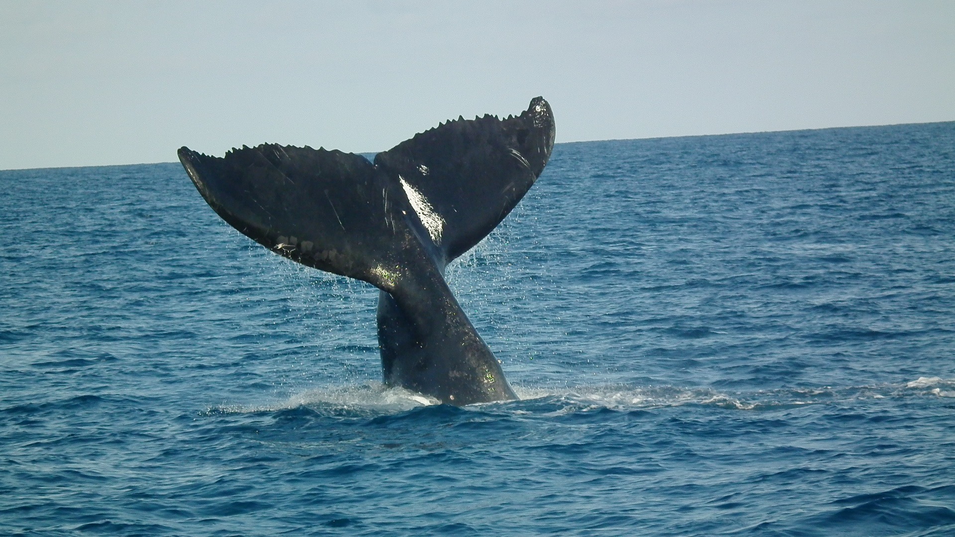 animal, horizon over water, diving, sea life, ocean, abrolhos, vertebrate, animal themes, 1080P, black, marine, humpback Whale, water, humpback whales, HD Wallpaper