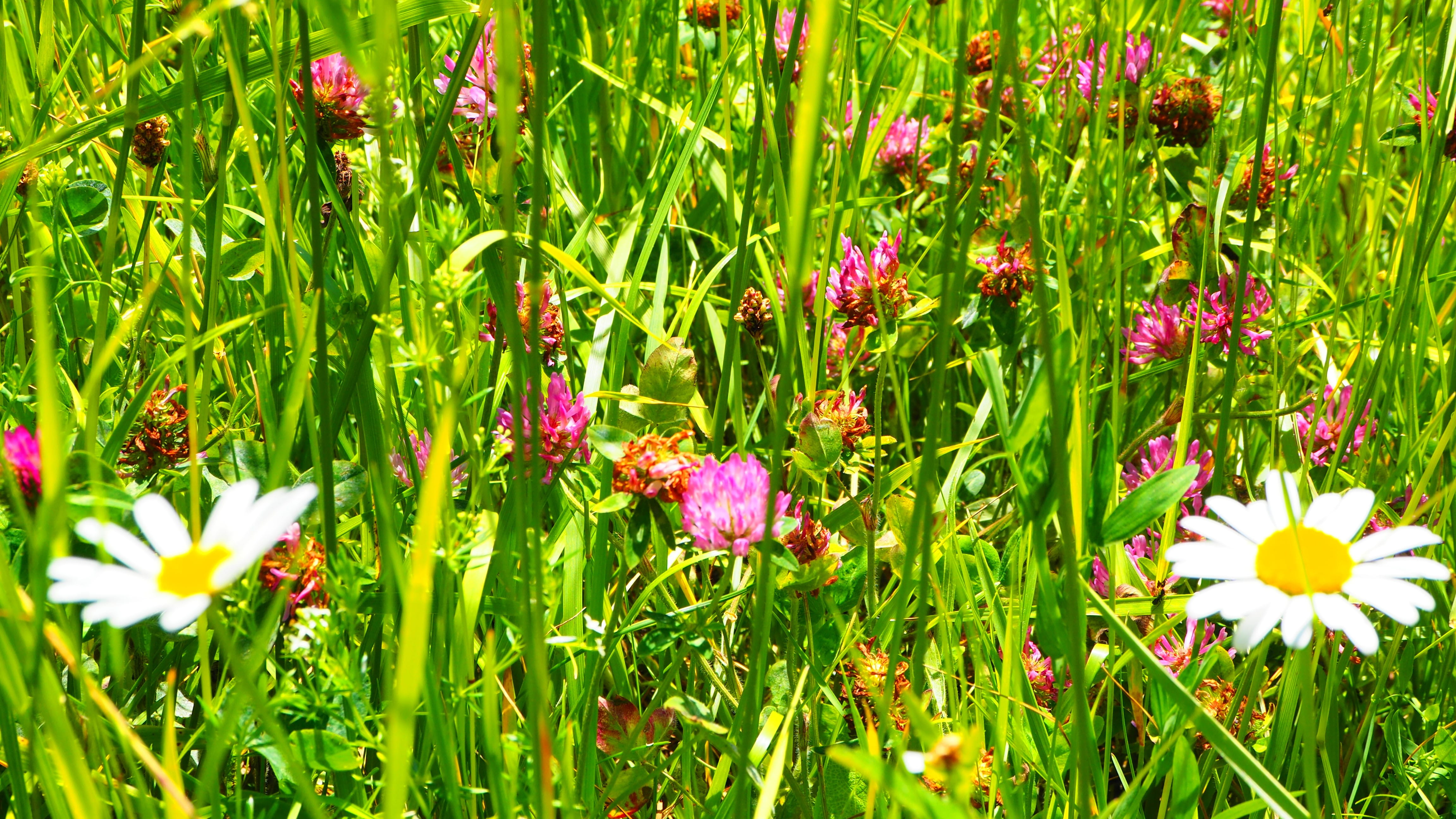 springtime, fleur, growth, chirens, flower, outdoors, field, green color, land, flower head, no people, nature, beauty in nature, day, fiori, petal, close-up, HD Wallpaper