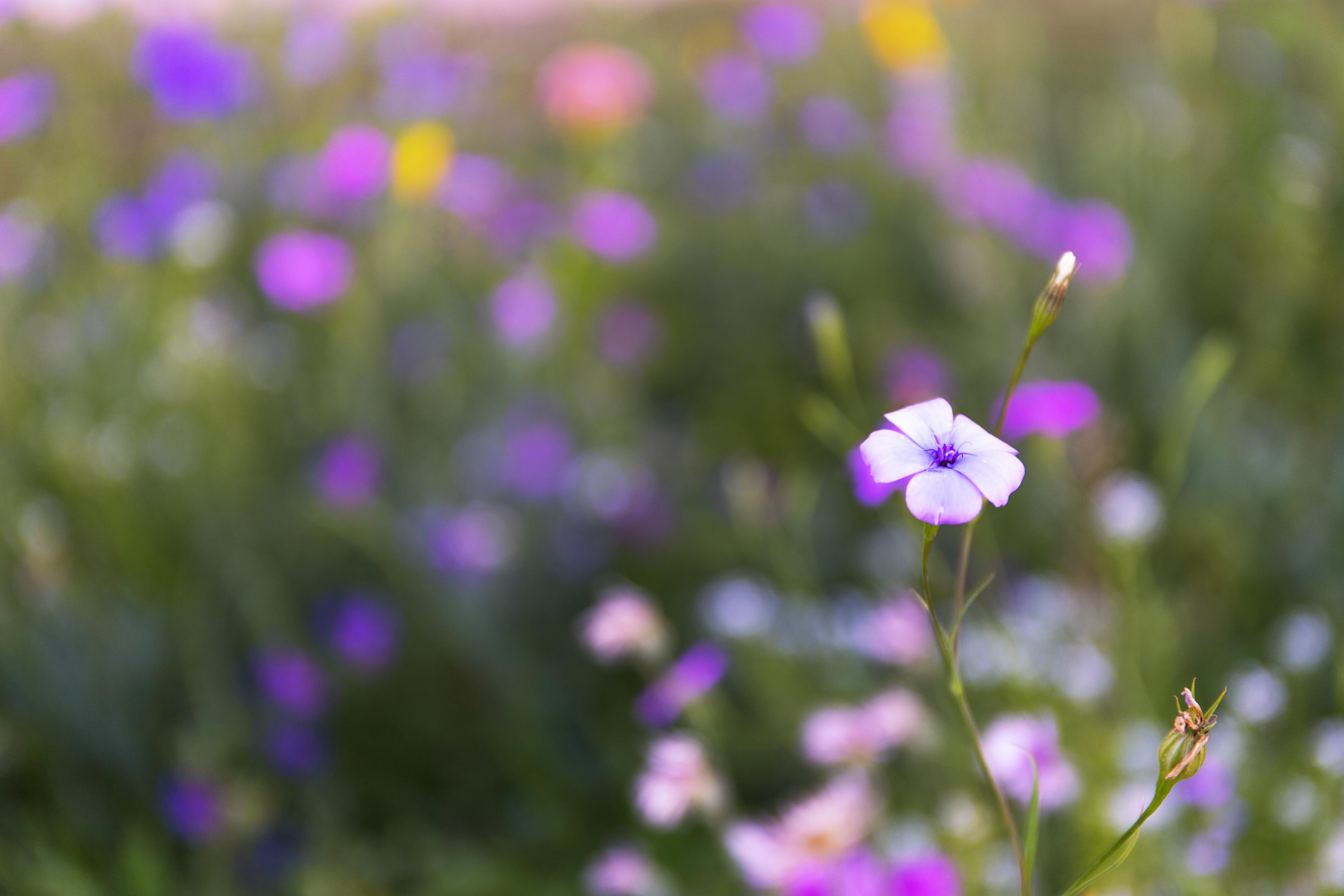 fiori, petaled, summer, selective, Violet, selective focus, fiore, flower, purple, 5K, meadow, Nature, outdoors, Canon Eos 6D, plant, focus, photo, HD Wallpaper