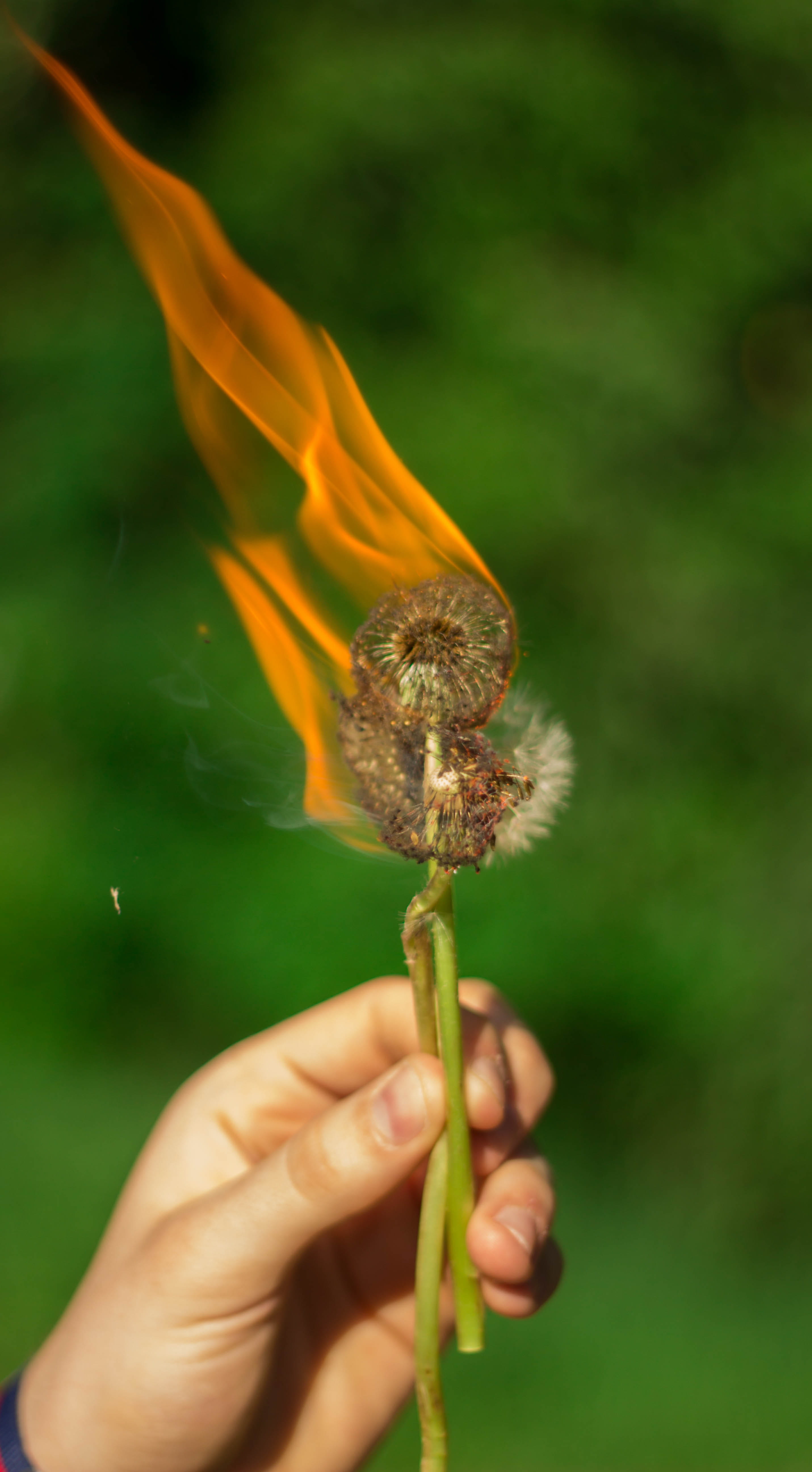 burn, fiori, flowering plant, flower head, human limb, outdoors, one person, real people, plant, beauty in nature, human body part, nature, body part, italy, Phone HD Wallpaper
