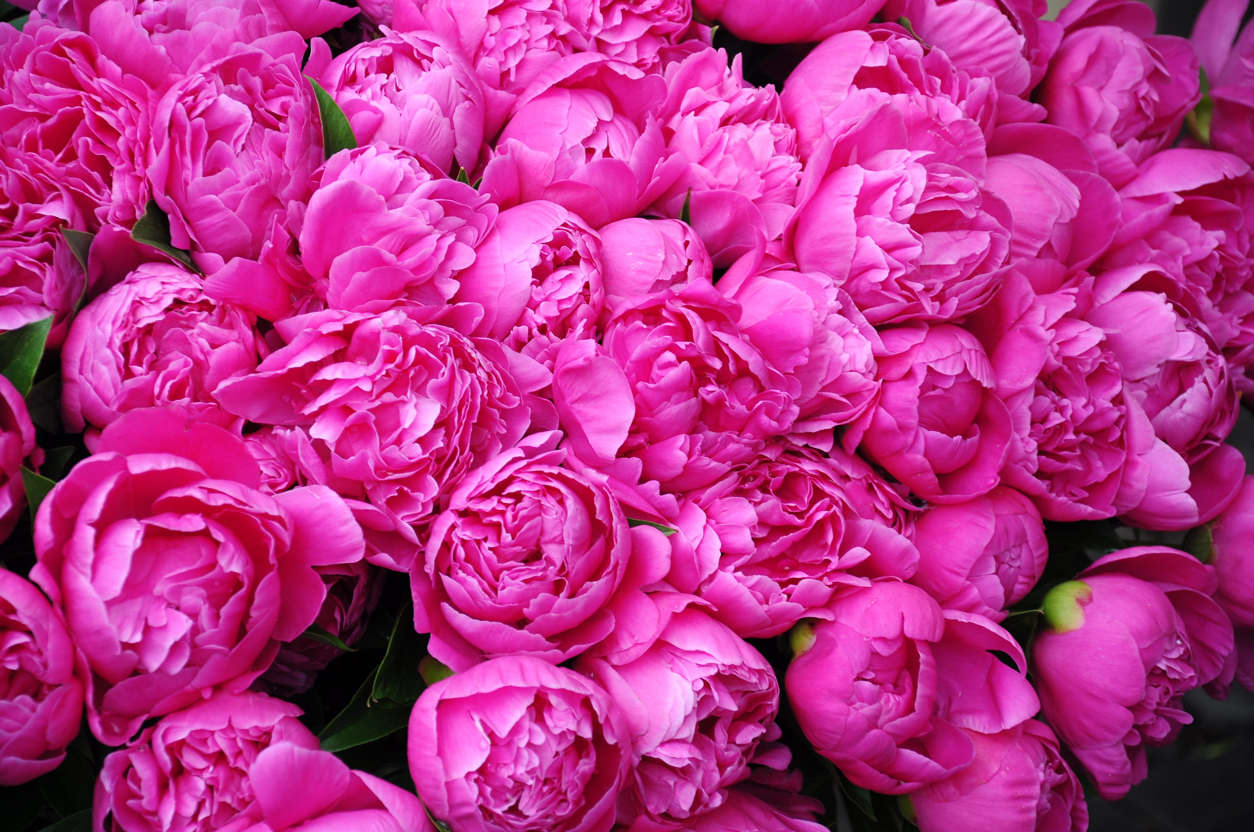 no people, backgrounds, full frame, flowers, close-up, abundance, pink color, softness, flower head, fragility, flower market, pink, purple, peonies, flower arrangement, HD Wallpaper