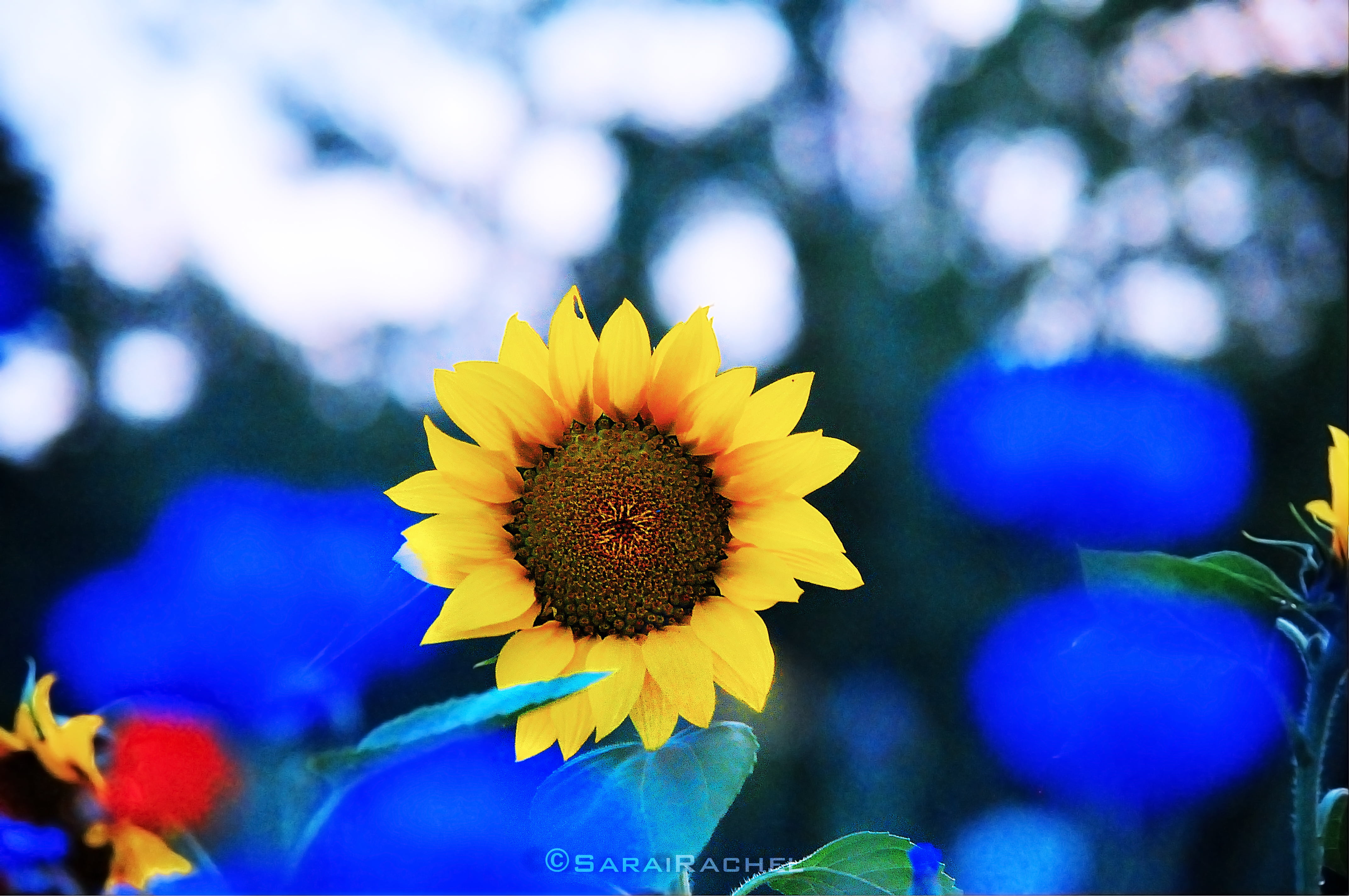 4K, summer, outdoors, plant, sunflowers, wildflowers, flower, nature, pacific northwest, nikon, Sunflower, giallo, yellow, garden, Colors, mt rainier, HD Wallpaper