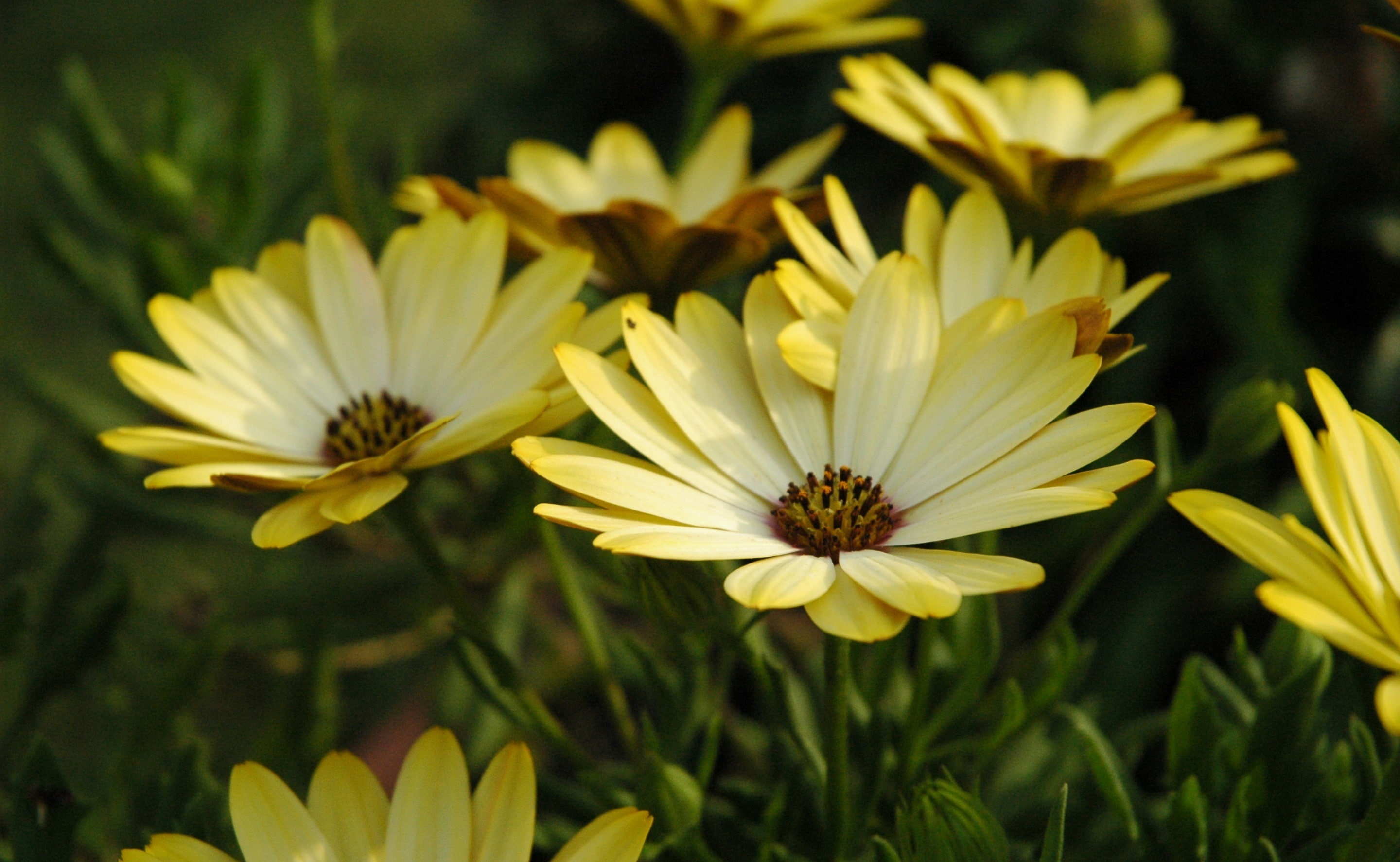 no people, vulnerability, freshness, yellow, margherite, fragility, Nature, petal, Daisy, plant, flowering plant, close-up, flower, focus on foreground, HD Wallpaper
