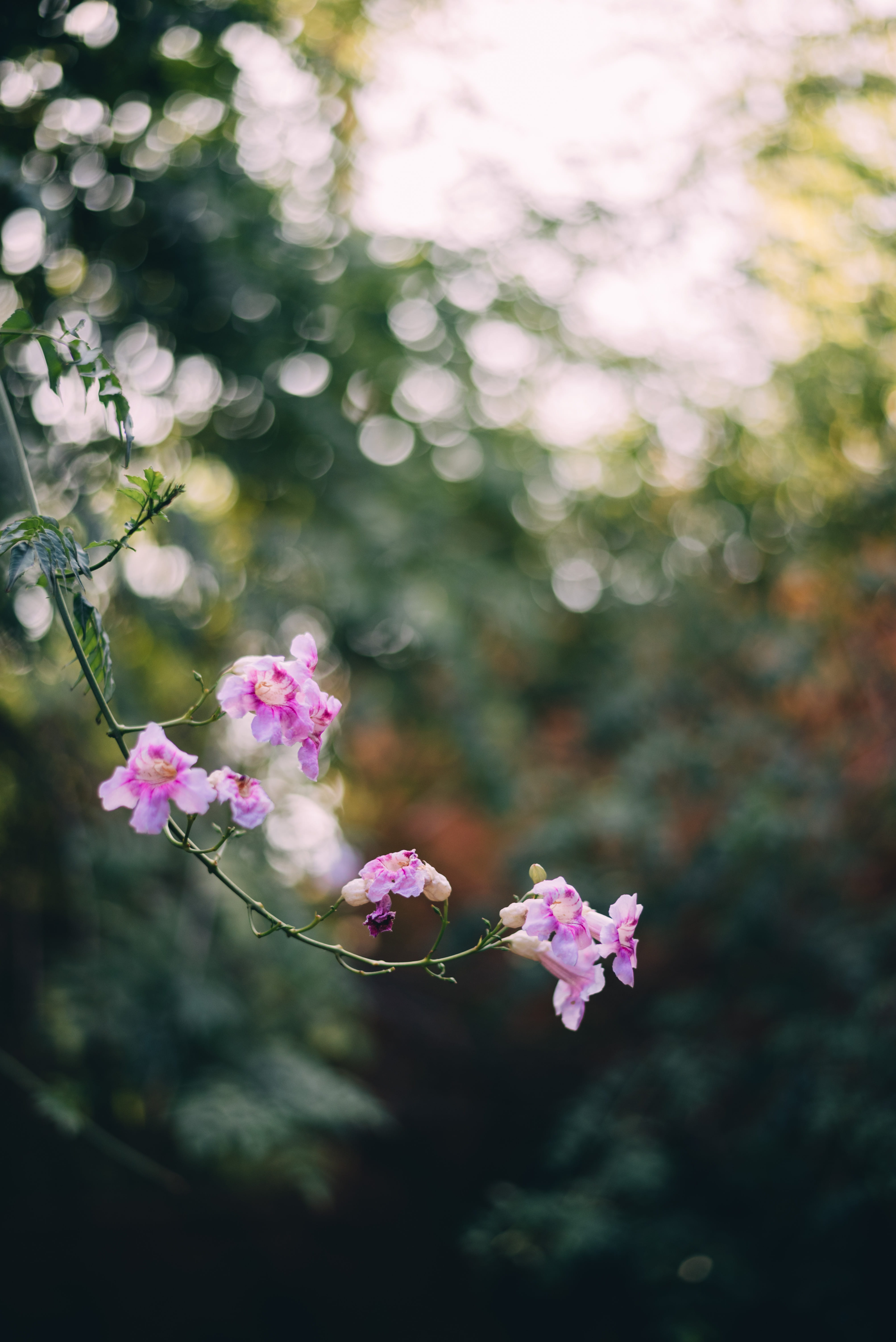 focus, flowering plant, pink, vulnerability, cherry blossom, willow, fragility, shallow, fiore, macro, close-up, nature, branch, flower, 50mm, blossom, Phone HD Wallpaper