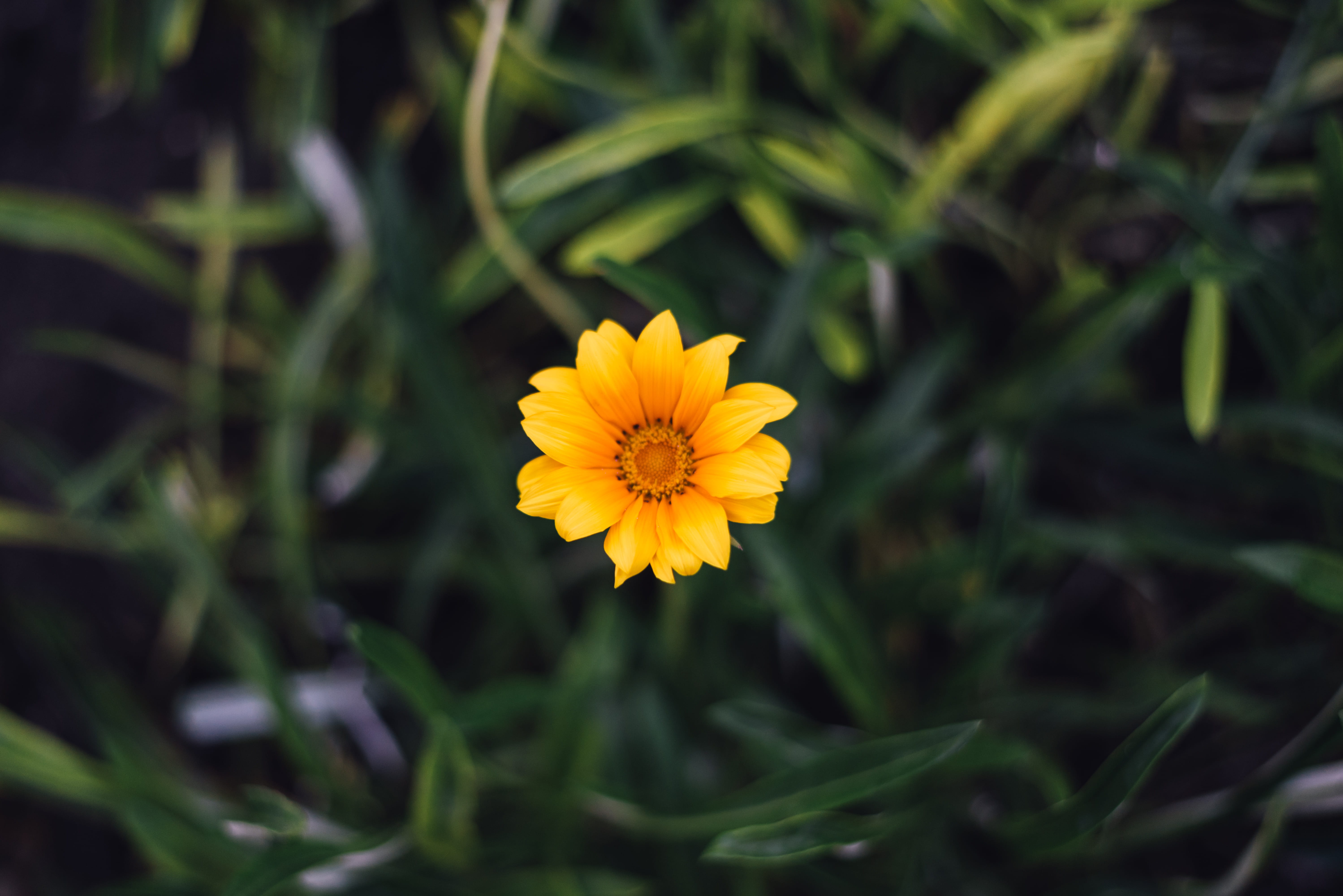 fiori, natural, flower head, growth, close-up, fiore, green color, inflorescence, 5K, flowers, essaouira, flowering plant, vulnerability, green, perfection, HD Wallpaper