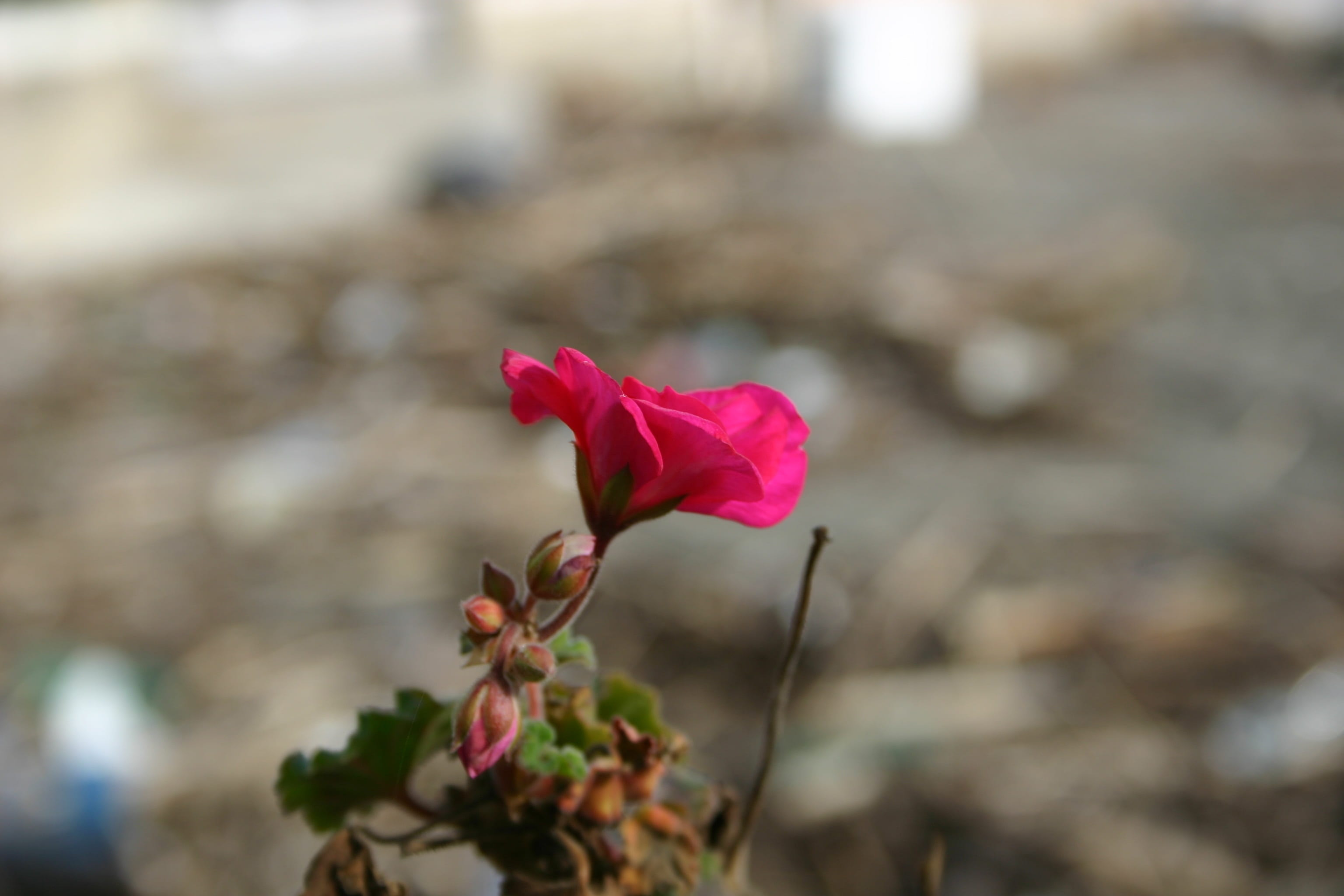mare, inflorescence, outdoors, no people, petal, focus on foreground, growth, springtime, day, flower head, pink color, rose, close-up, beauty in nature, HD Wallpaper