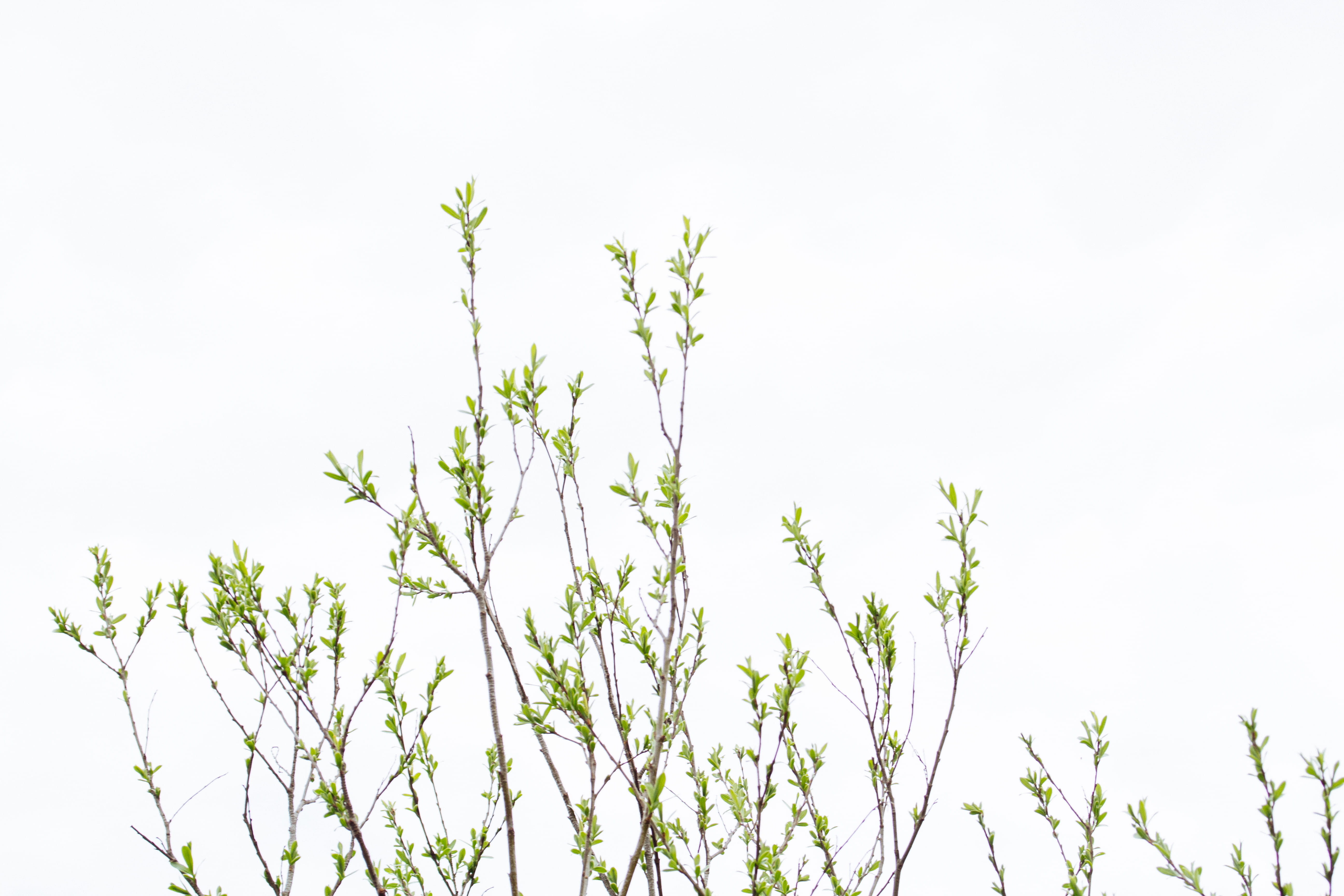 white, macro, white color, green, sky, italy, green color, close-up, minimal, trees, copy space, clear sky, day, tree, tranquility, low angle view, branch, HD Wallpaper