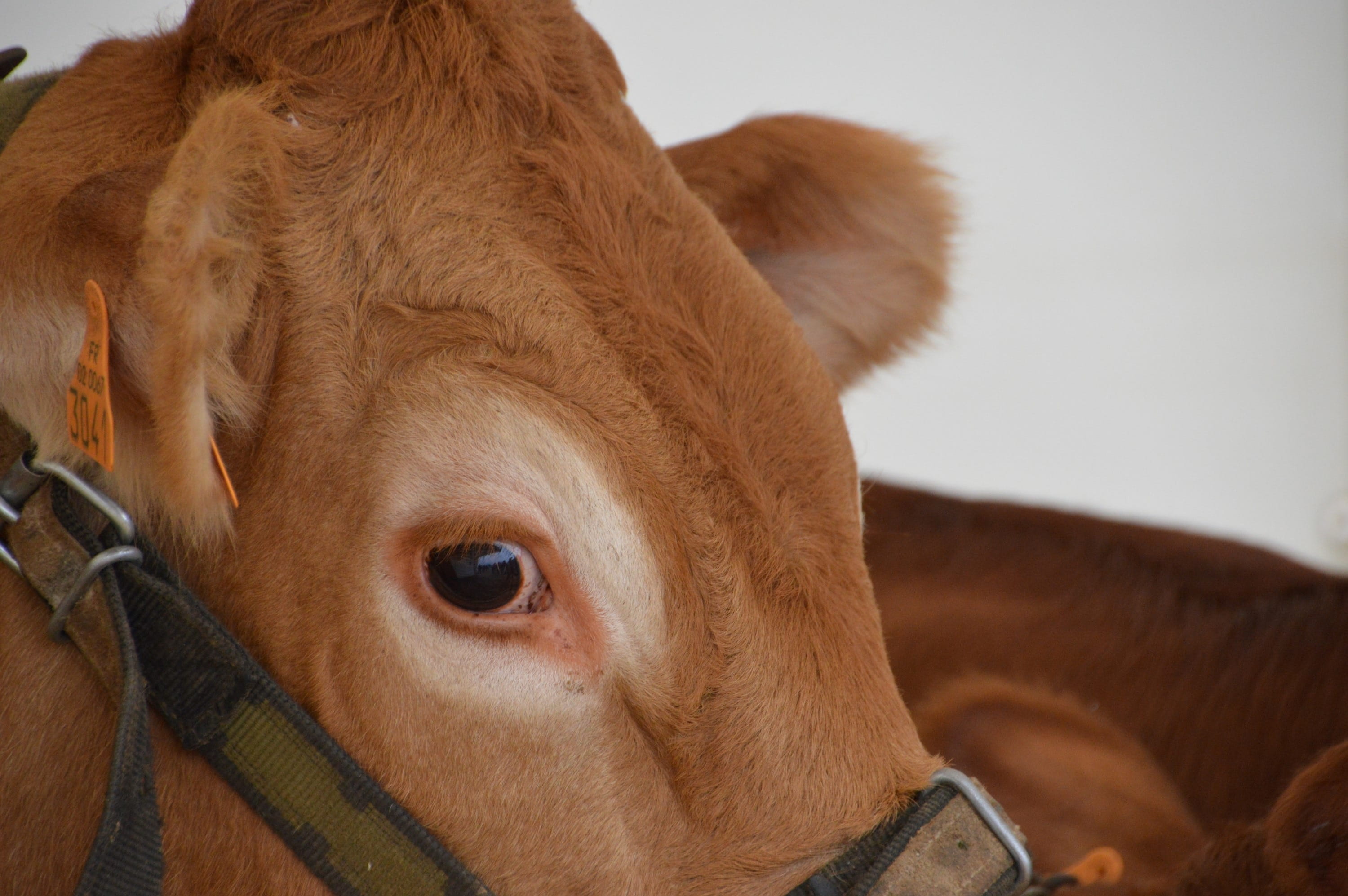 calf, 2K, focus on foreground, cattle, animal eye, vertebrate, mammal, portrait, domestic, eye, domestic animals, dairy breed, pets, nord pas-de-calais, HD Wallpaper