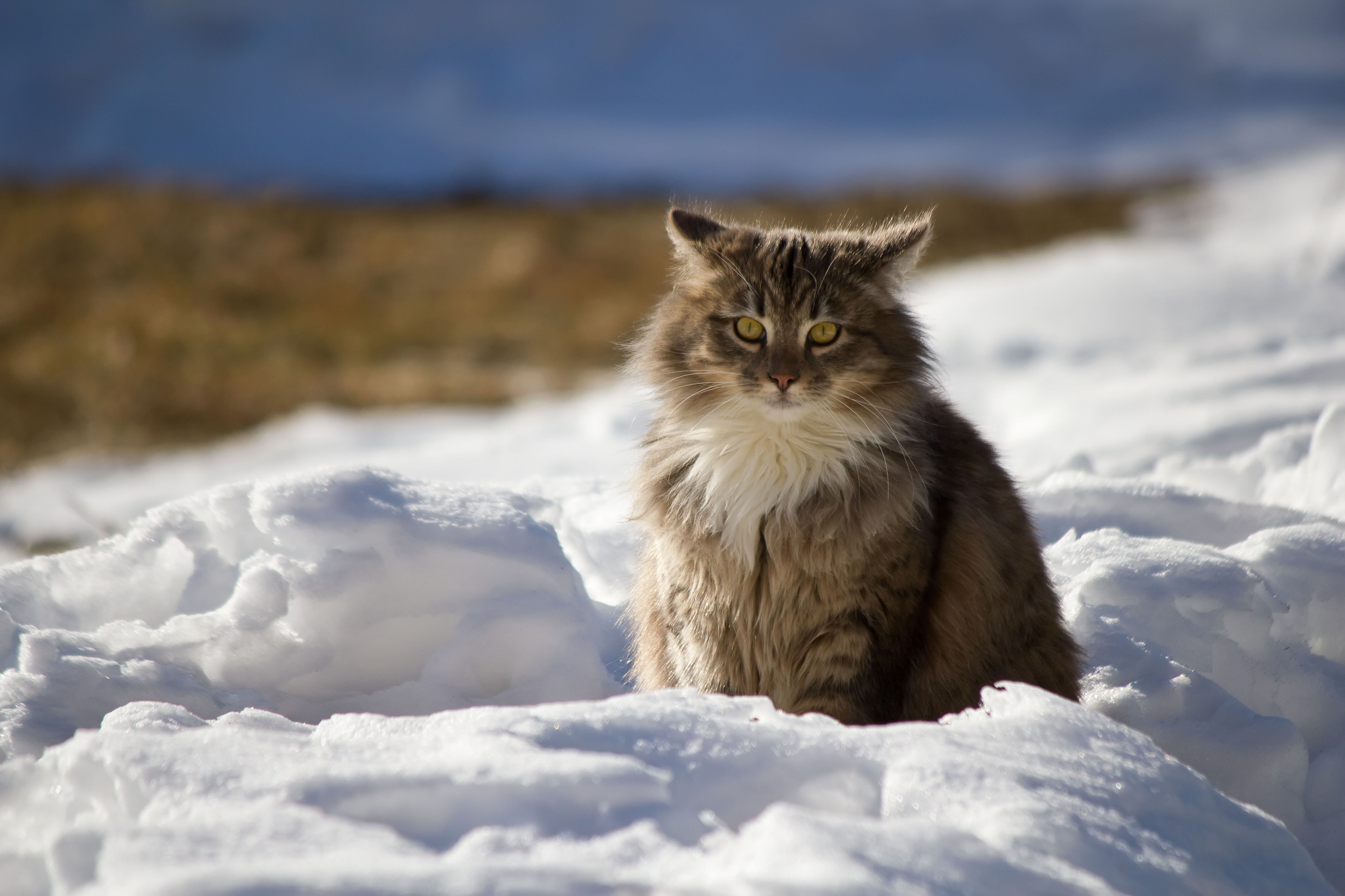 outdoors, cold temperature, looking, wild, animals And Pets, young Animal, feline, animal themes, curiosity, tabby, cold - Temperature, brown, fur, winter, HD Wallpaper
