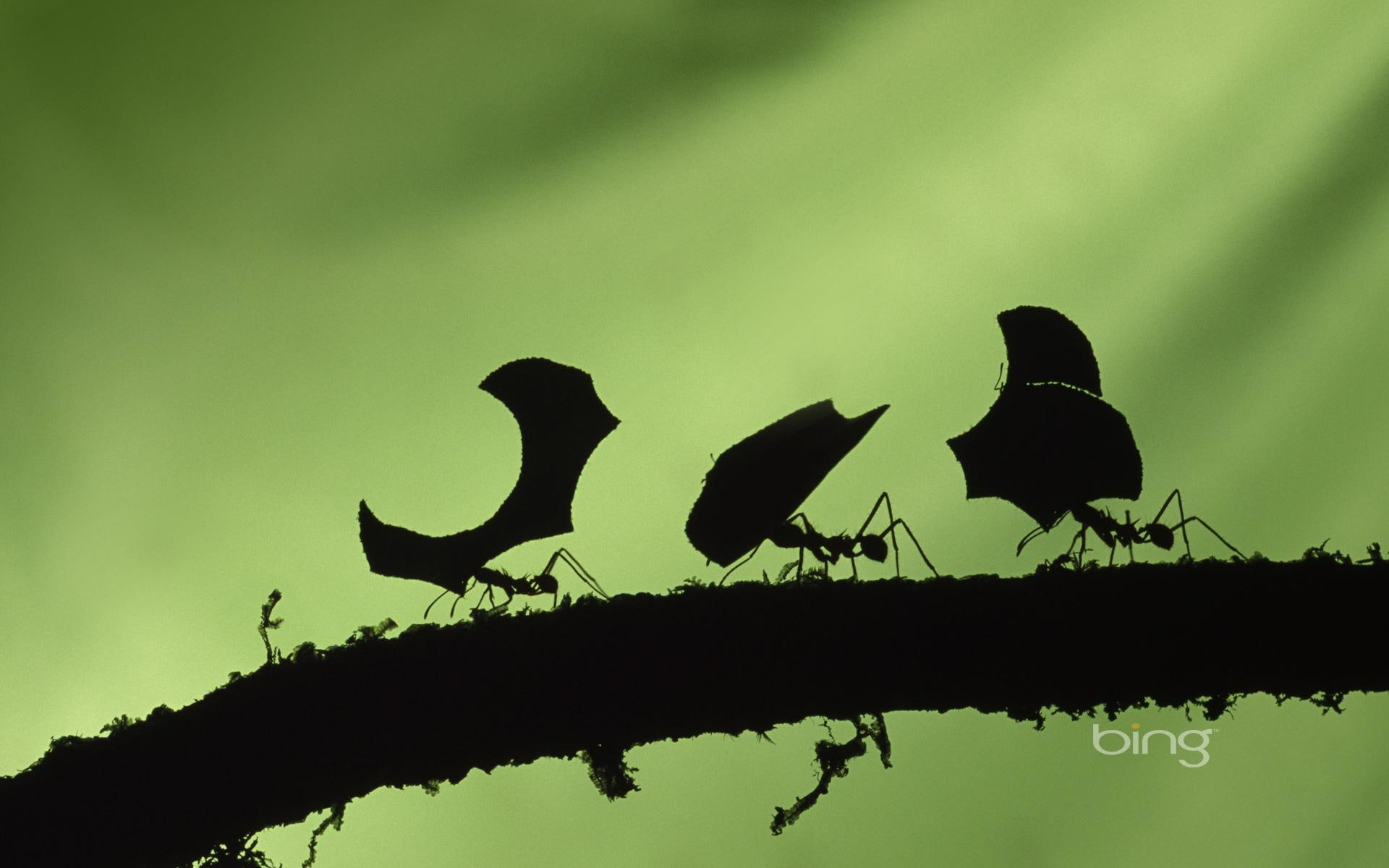 best, 1080P, bing, ants, 3d and abstract, green, windows7theme, HD Wallpaper