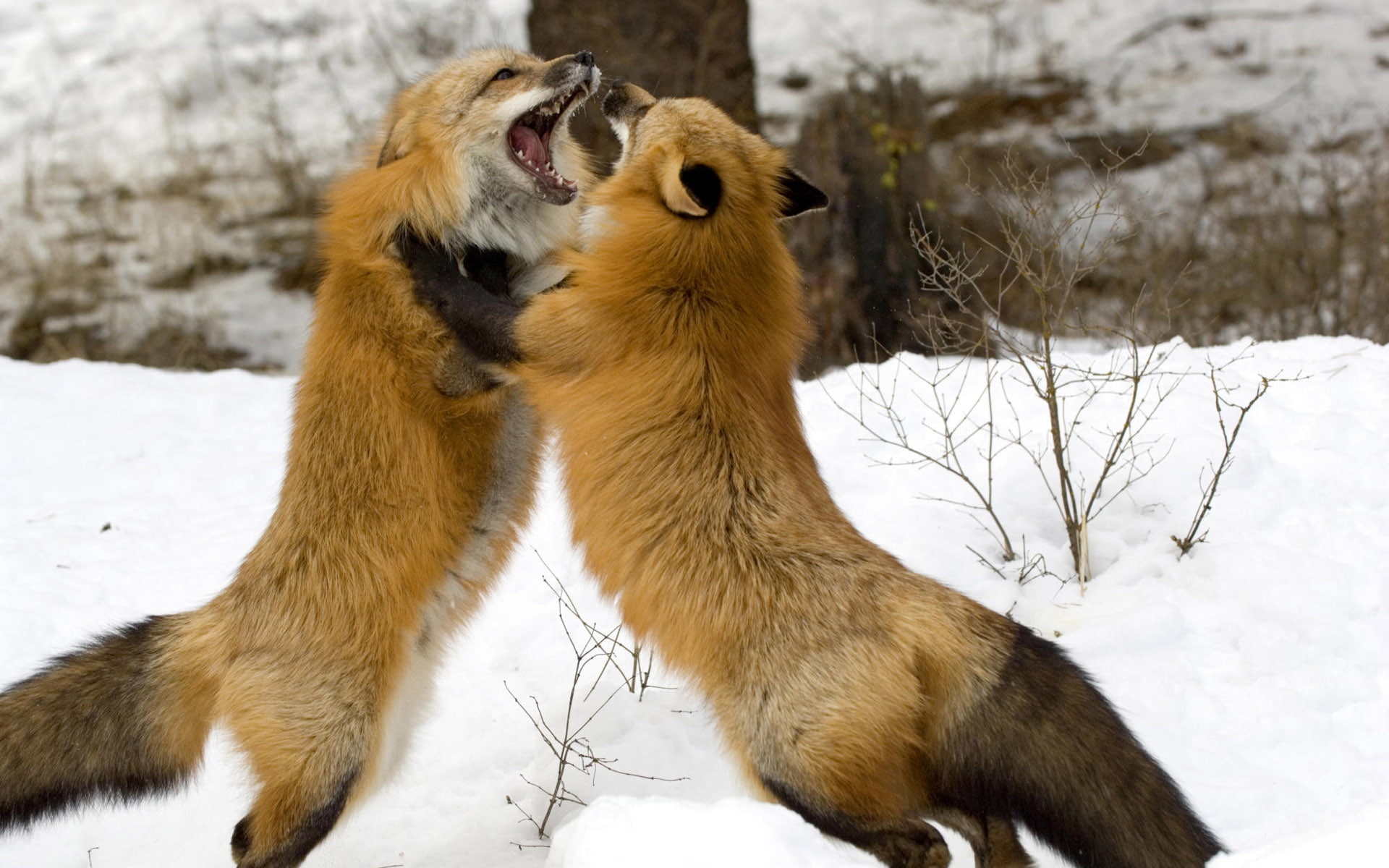 snow, fight, foxes, Fox, hd, 1080P, animals, art, HD Wallpaper