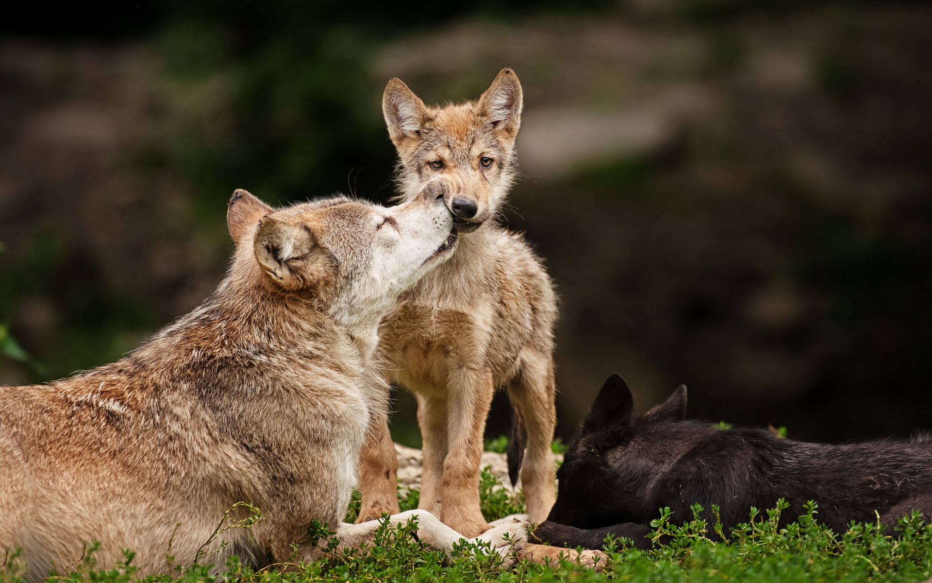 animal themes, day, cubs, field, eyes, animal, group of animals, nature, vertebrate, whiskers, no people, stare, mammal, wildlife, young animal, carnivora, HD Wallpaper