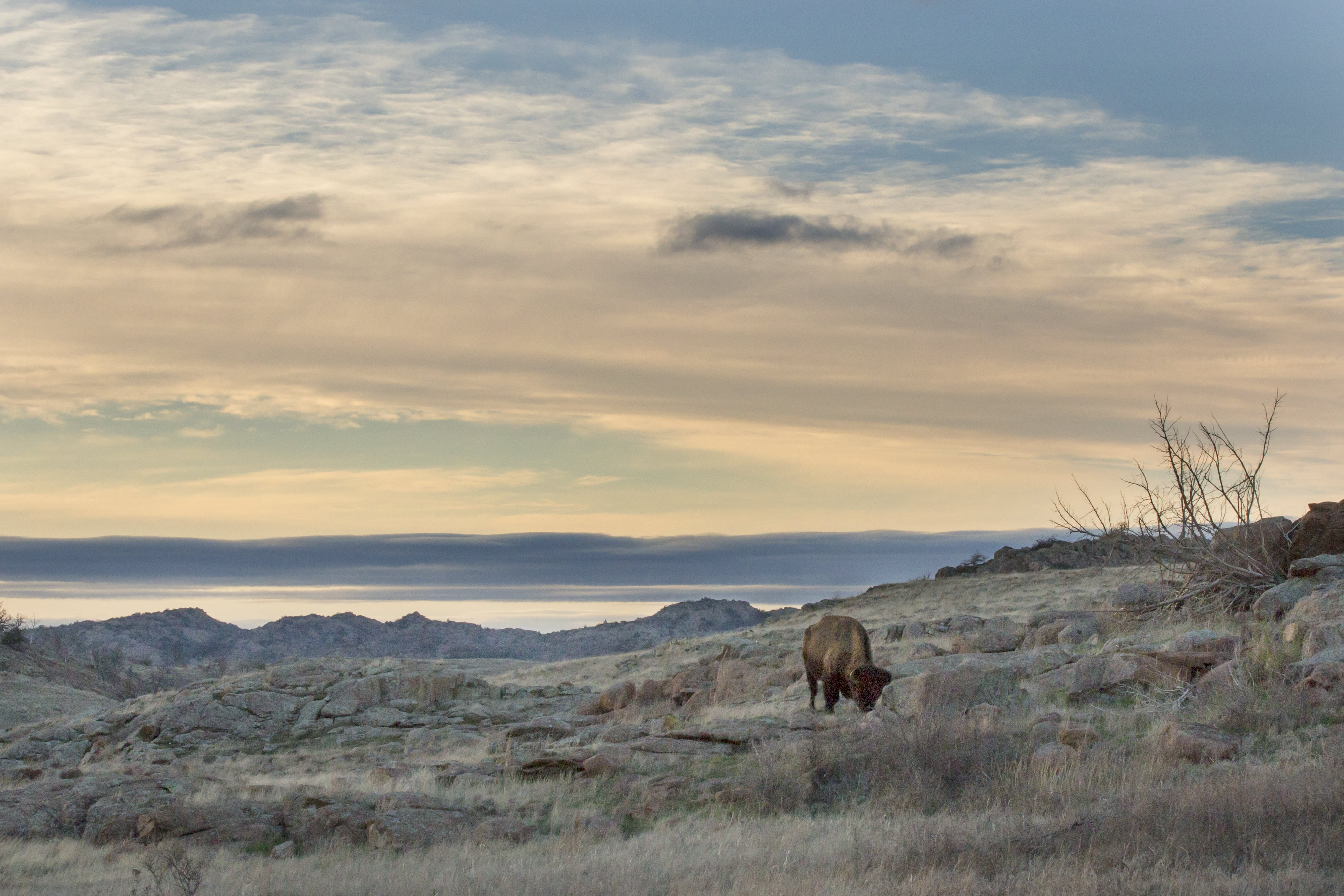 Larry Smith, Bison, mountain, rocks, Wichita Mountains Wildlife Refuge, brown, near, nature, animal, landscape, Oklahoma, 5K, buffalo, daytime, HD Wallpaper