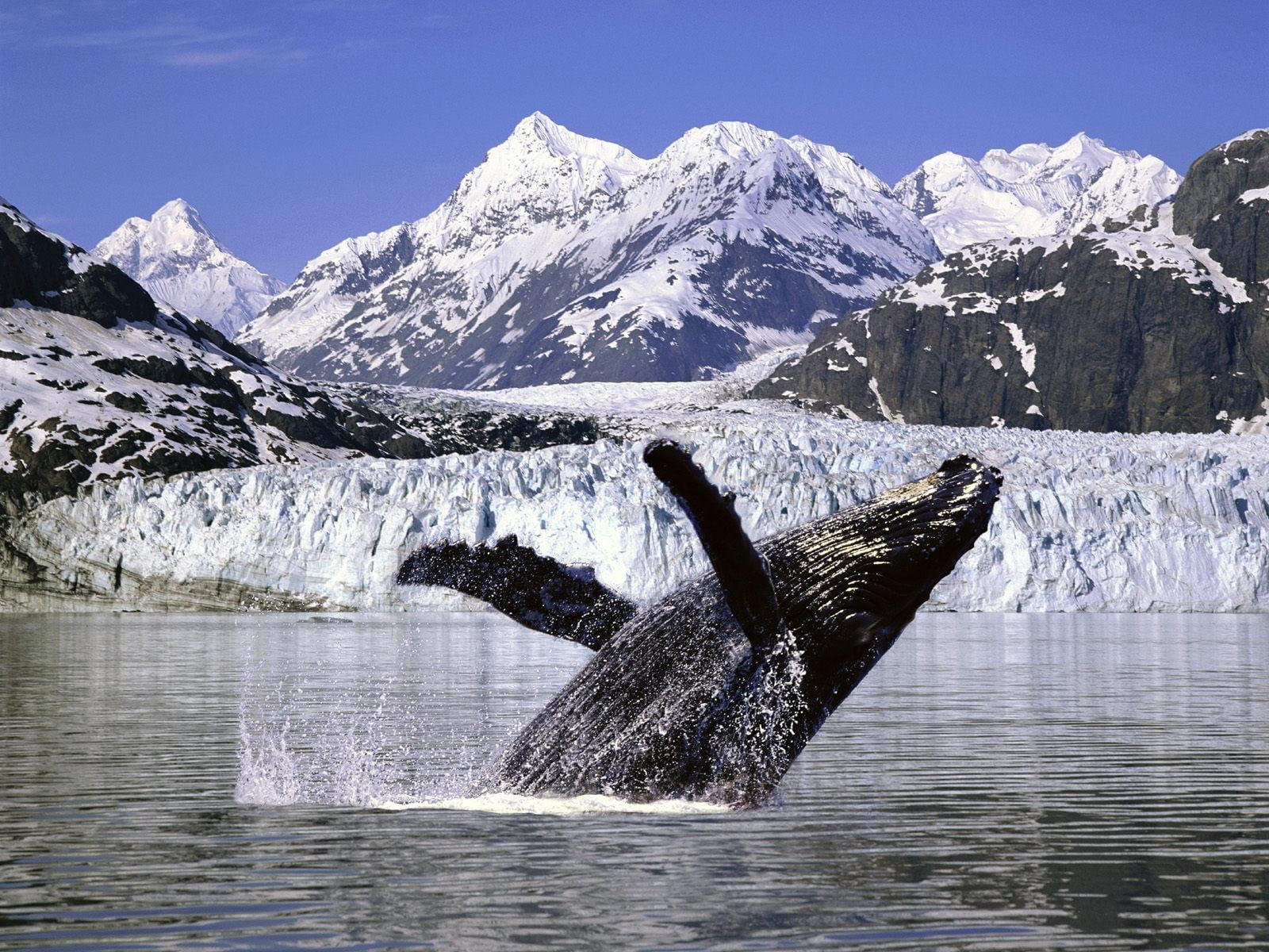 black, animal wildlife, snow, whale, one animal, beauty in nature, animals in the wild, no people, humpback, covered, animal themes, outdoors, marine, sky, HD Wallpaper