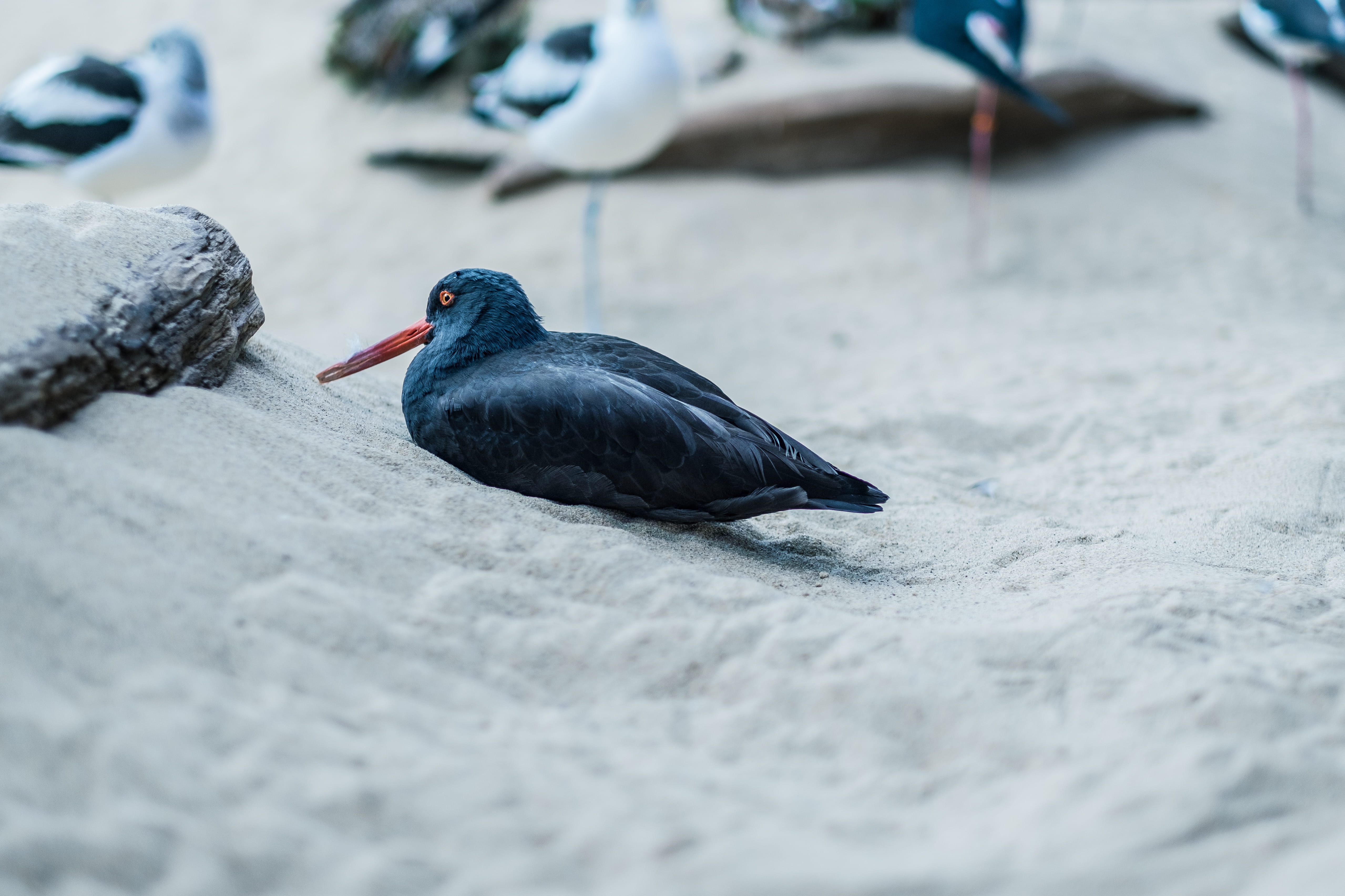 selective focus, animal wildlife, outdoors, californium, day, photo, perching, animals in the wild, vertebrate, animal themes, one animal, black, shallow, HD Wallpaper
