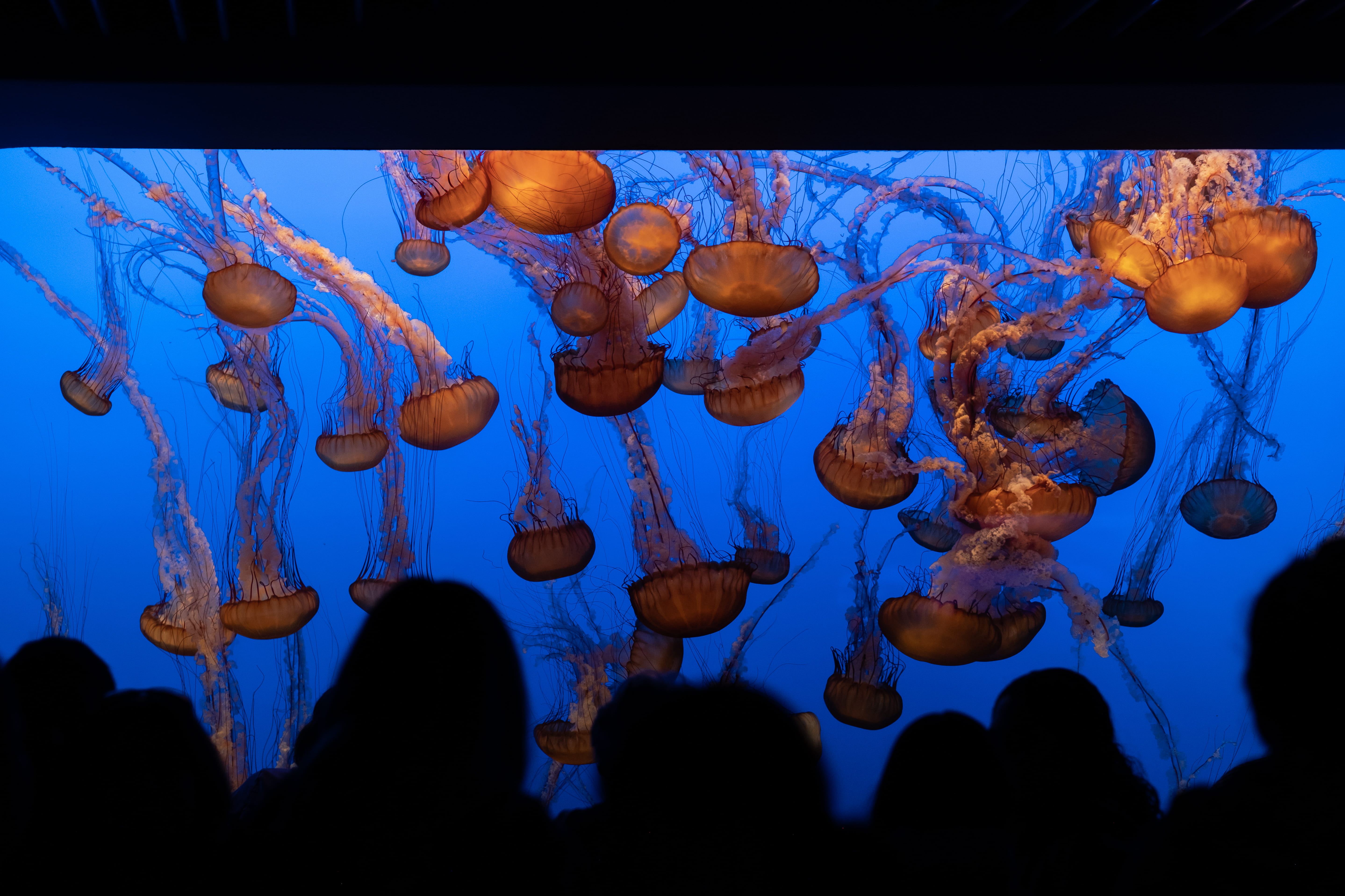 5K, sealife, transparent, water, group of animals, sea life, people, sea, life, blue, variation, hanging, jellyfish, invertebrate, ocean, united states, HD Wallpaper