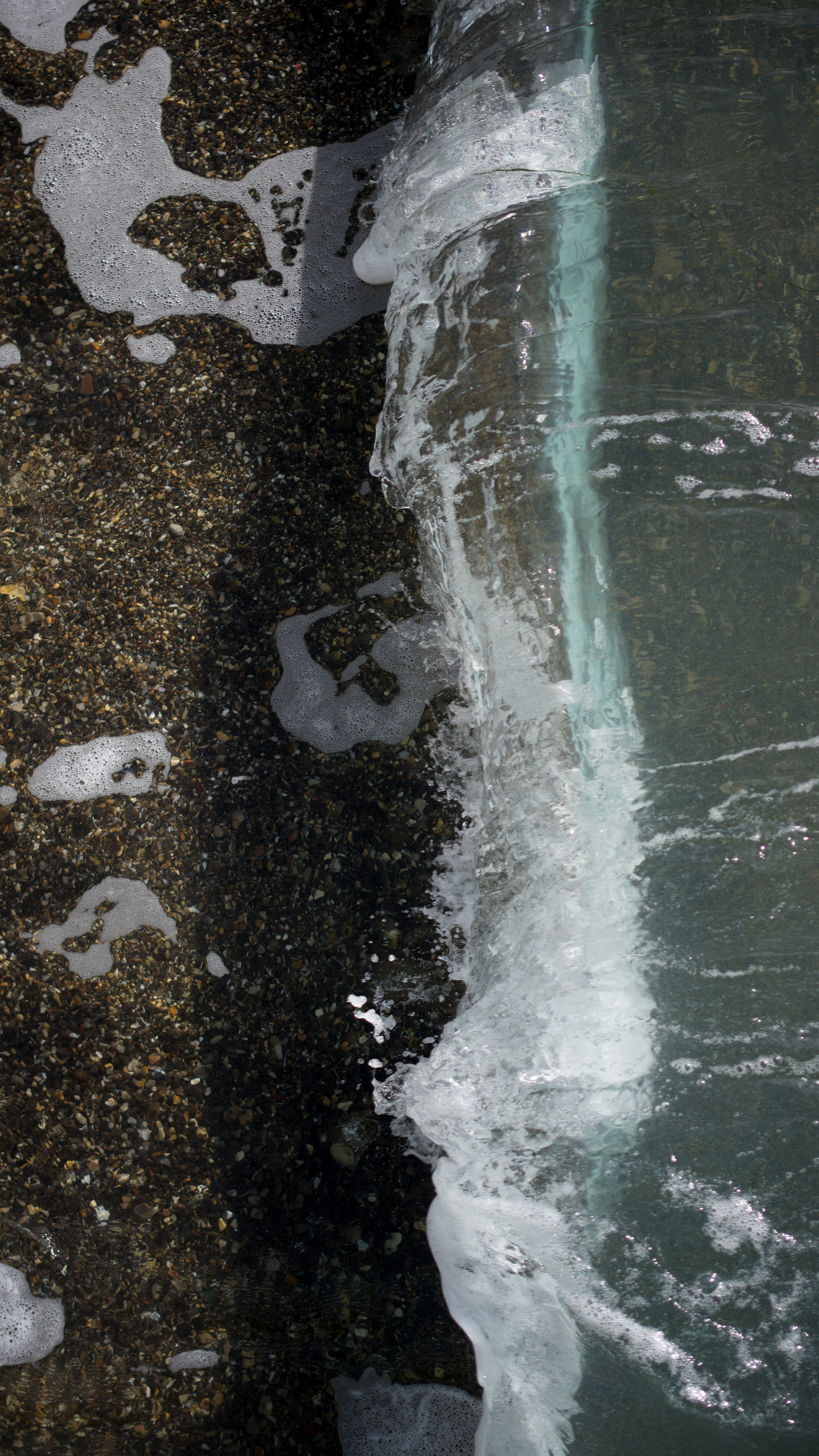 animal, no people, animal themes, rock, beach, outdoors, close-up, animal wildlife, 5K, united states, sport, waves, sea, day, land, motion, california, Phone HD Wallpaper
