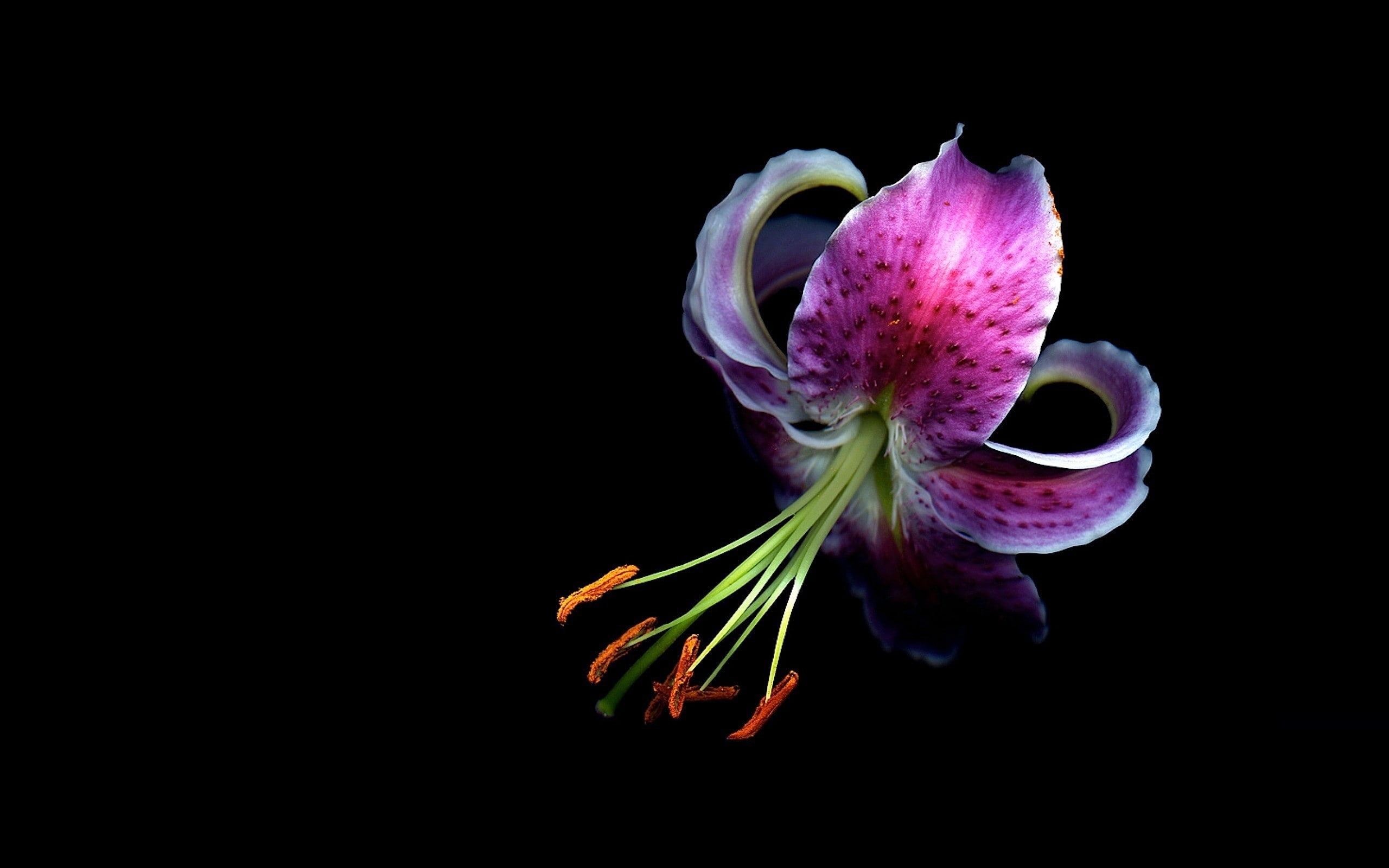 flowers, macro, 2K, orchids, HD Wallpaper