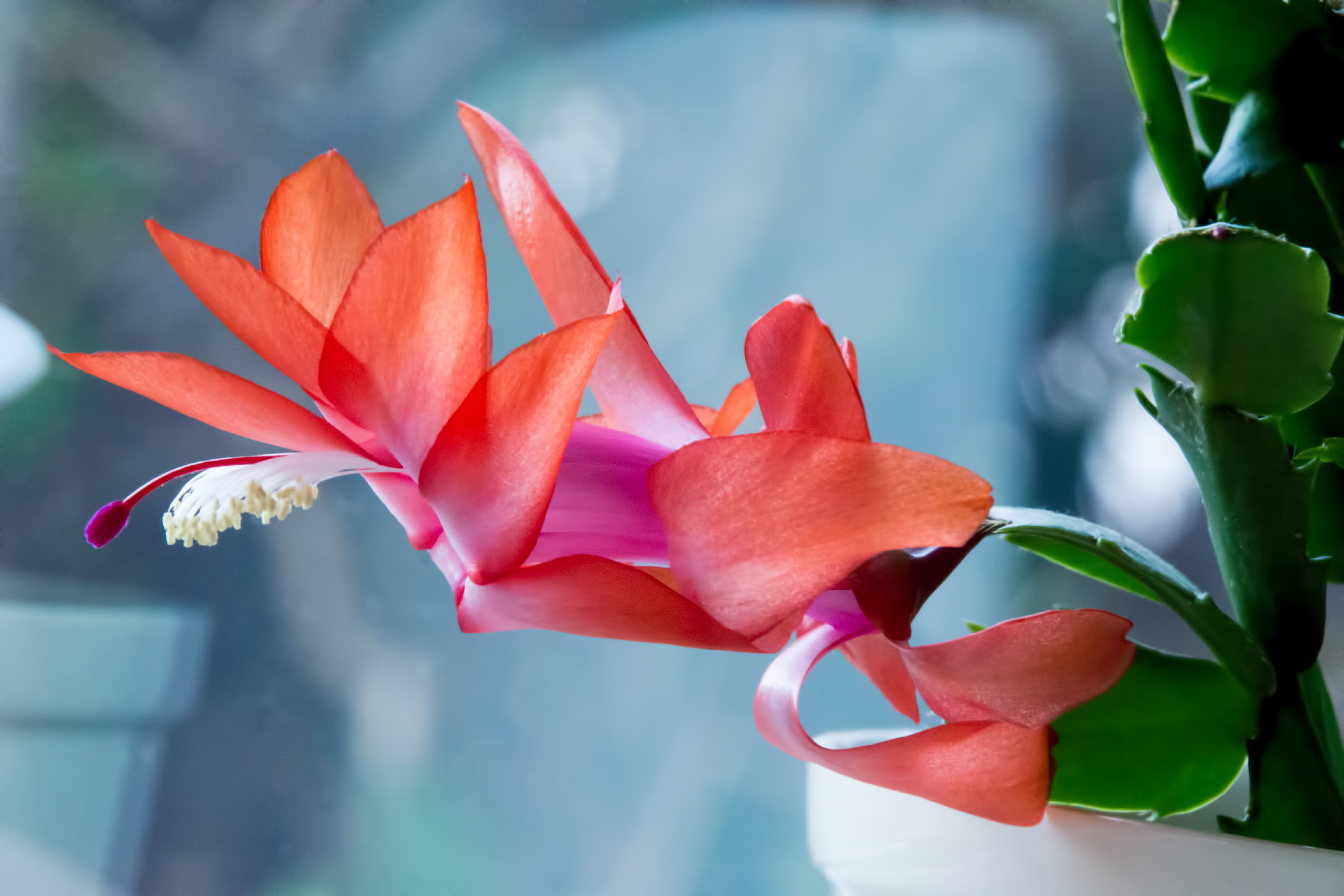 Christmas Rose, focus on foreground, growth, orchids, beauty in nature, nature, pink color, plant part, fragility, freshness, flower, flower head, outdoors, HD Wallpaper