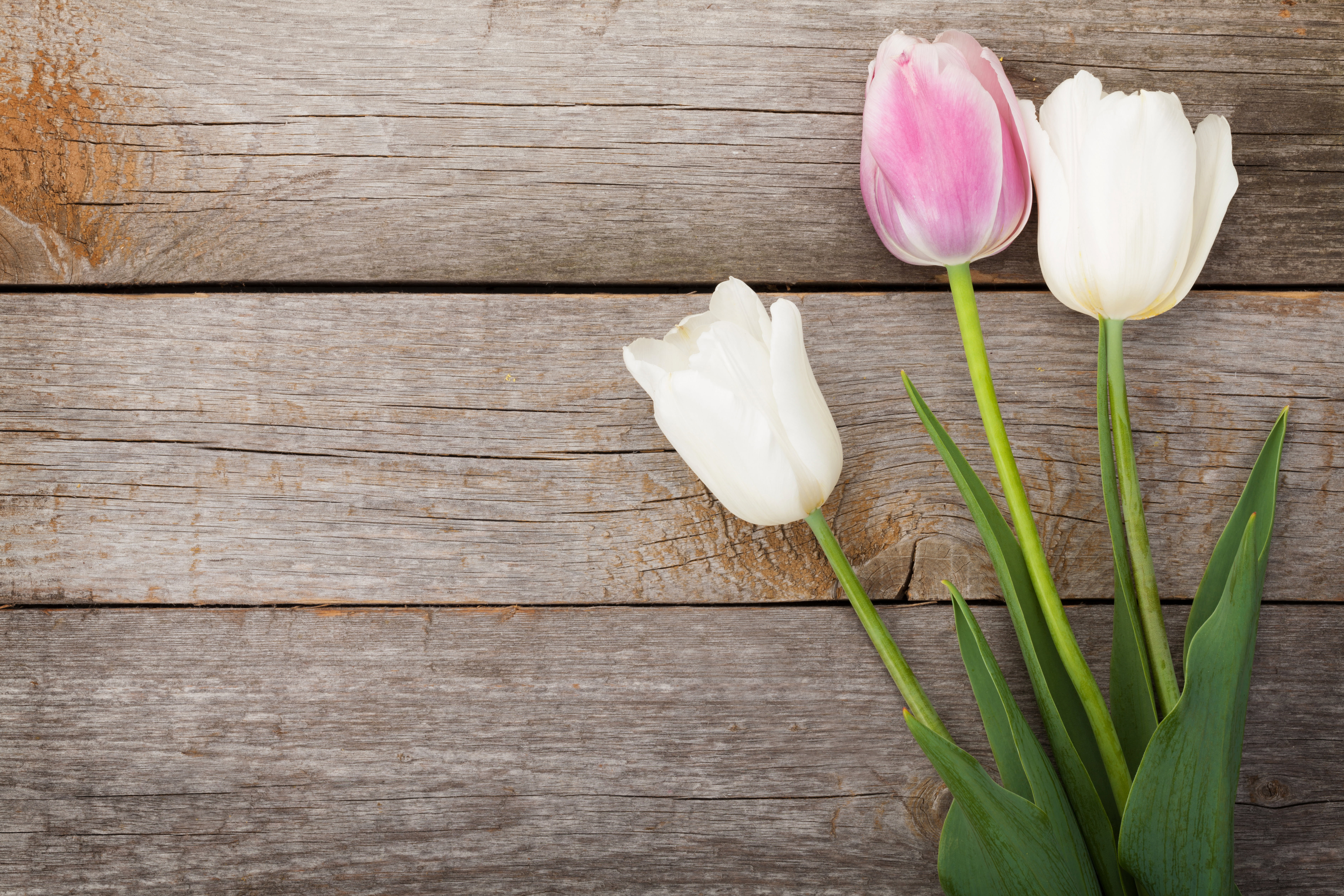 beauty In Nature, tulip, freshness, flowering plant, bouquet, bunch, table, one, arrangement, vulnerability, love, fragility, indoors, space, easter, plant, HD Wallpaper
