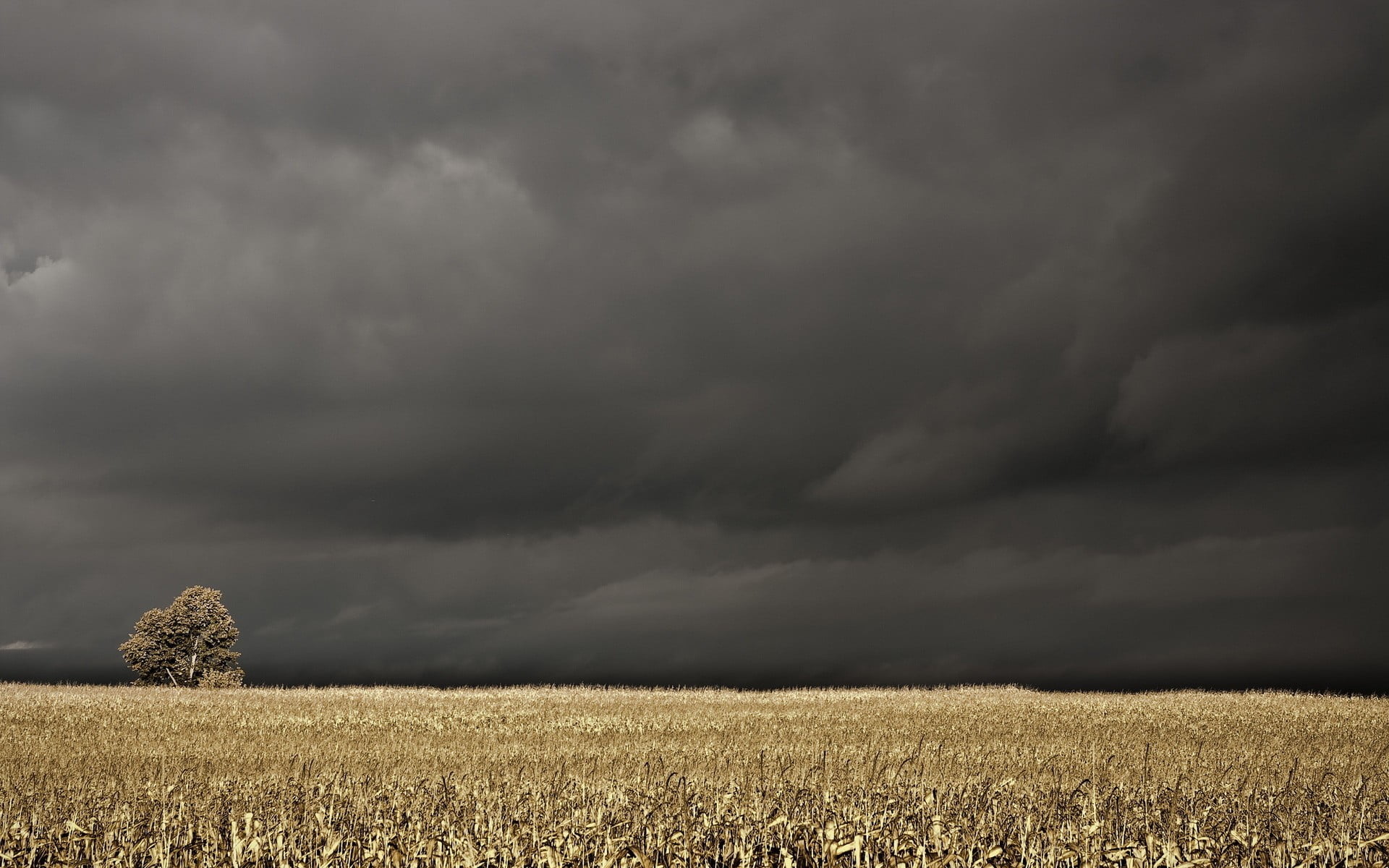 rural scene, growth, scenics - nature, tranquility, plant, tranquil scene, sheet, beauty in nature, crop, environment, black, white, storm, sky, agriculture, HD Wallpaper