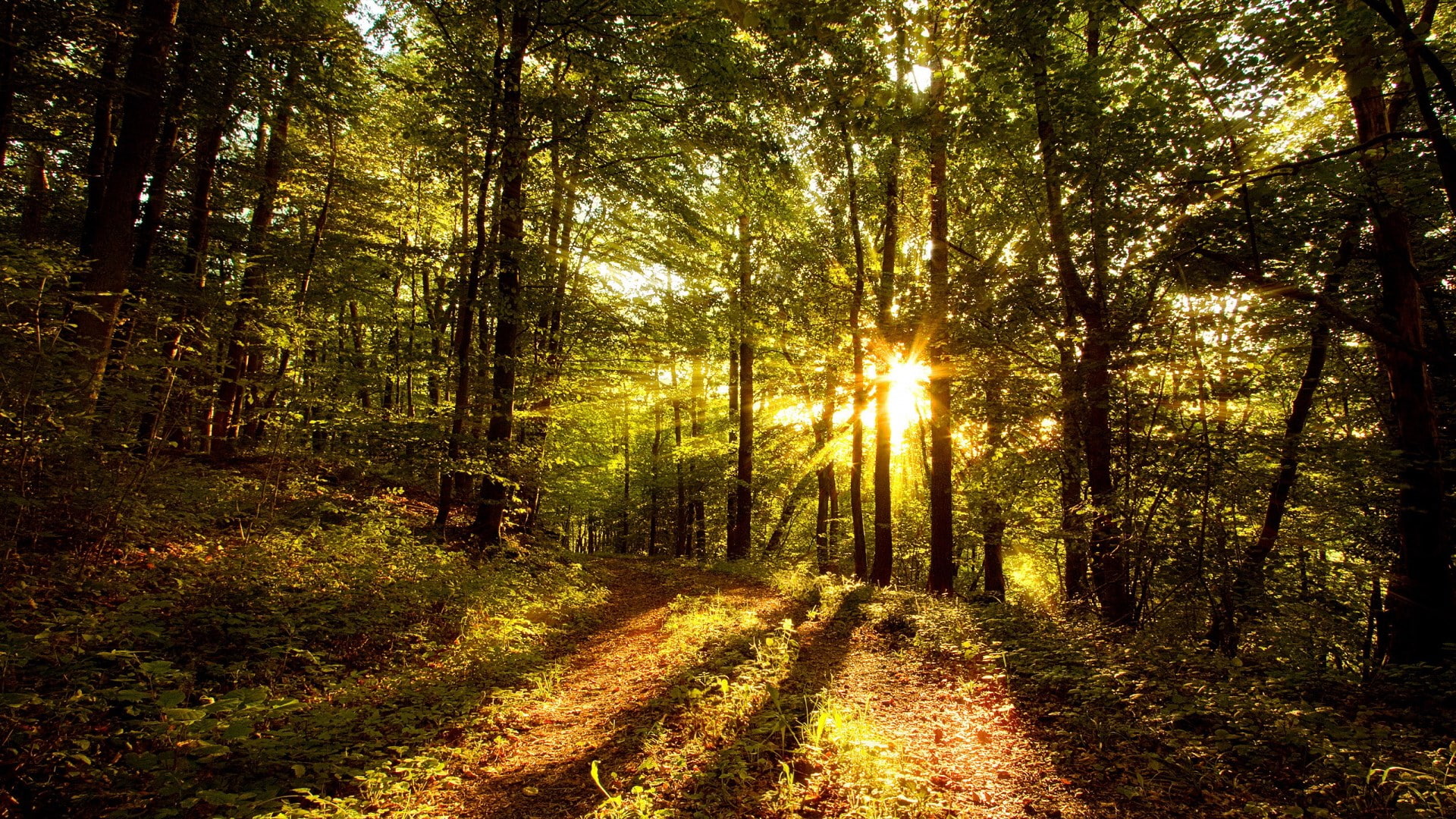 1080P, download  nature pack 1920x1080, HD Wallpaper