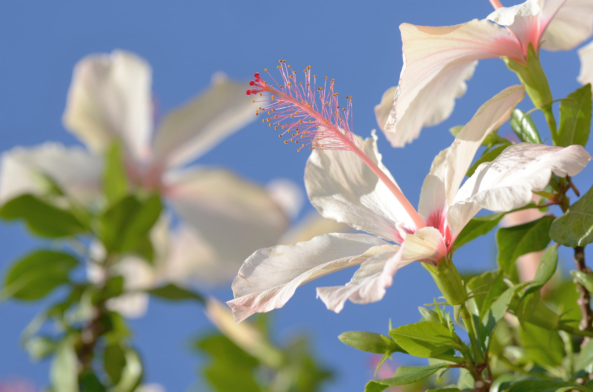 hibiscus, Chinese rose, 1080P, close-up, HD Wallpaper