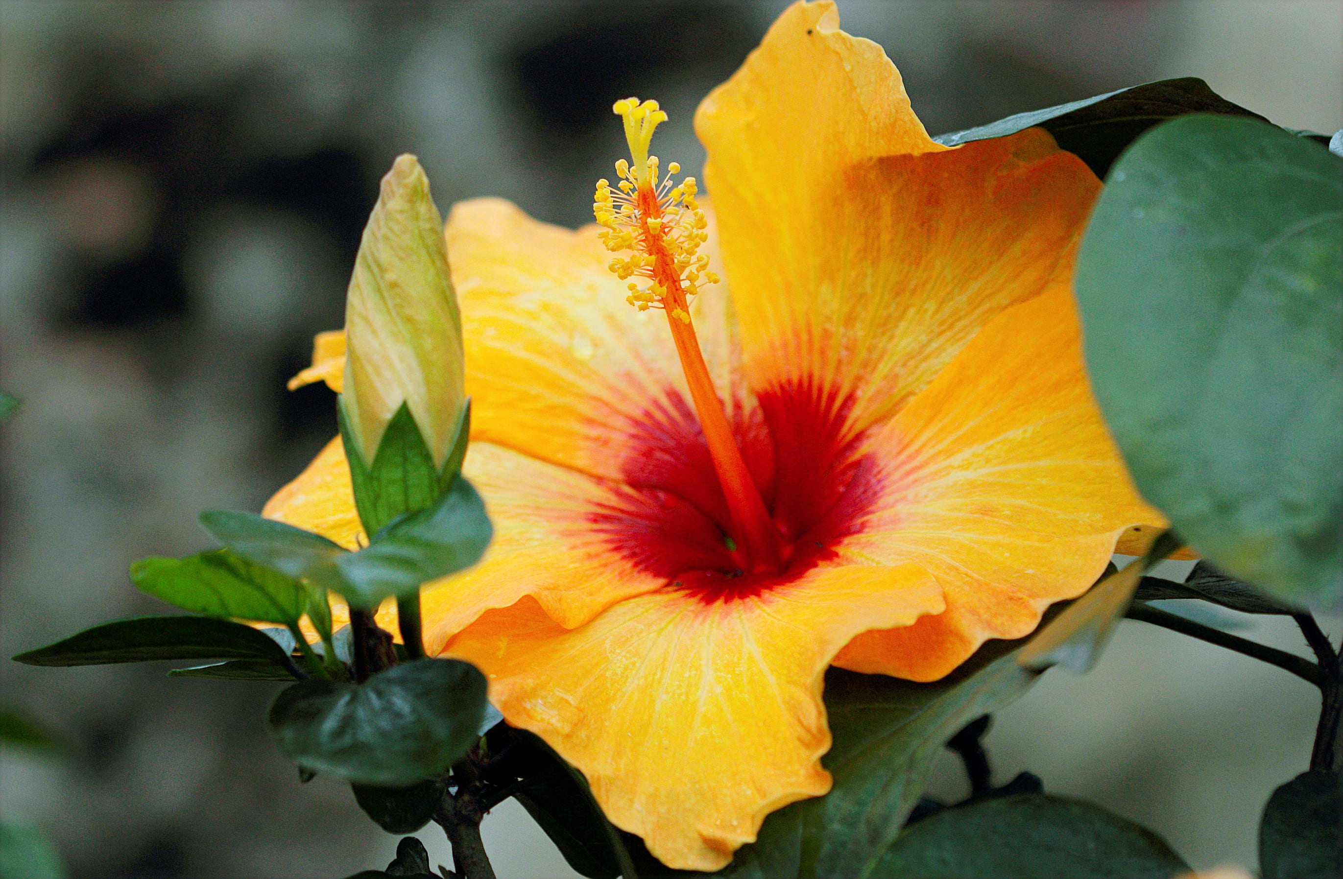 bloom, Hibiscus, bright, garden, plant part, beauty in nature, color, inflorescence, delicate, outdoors, petals, petal, no people, flower, 2K, flowering plant, HD Wallpaper