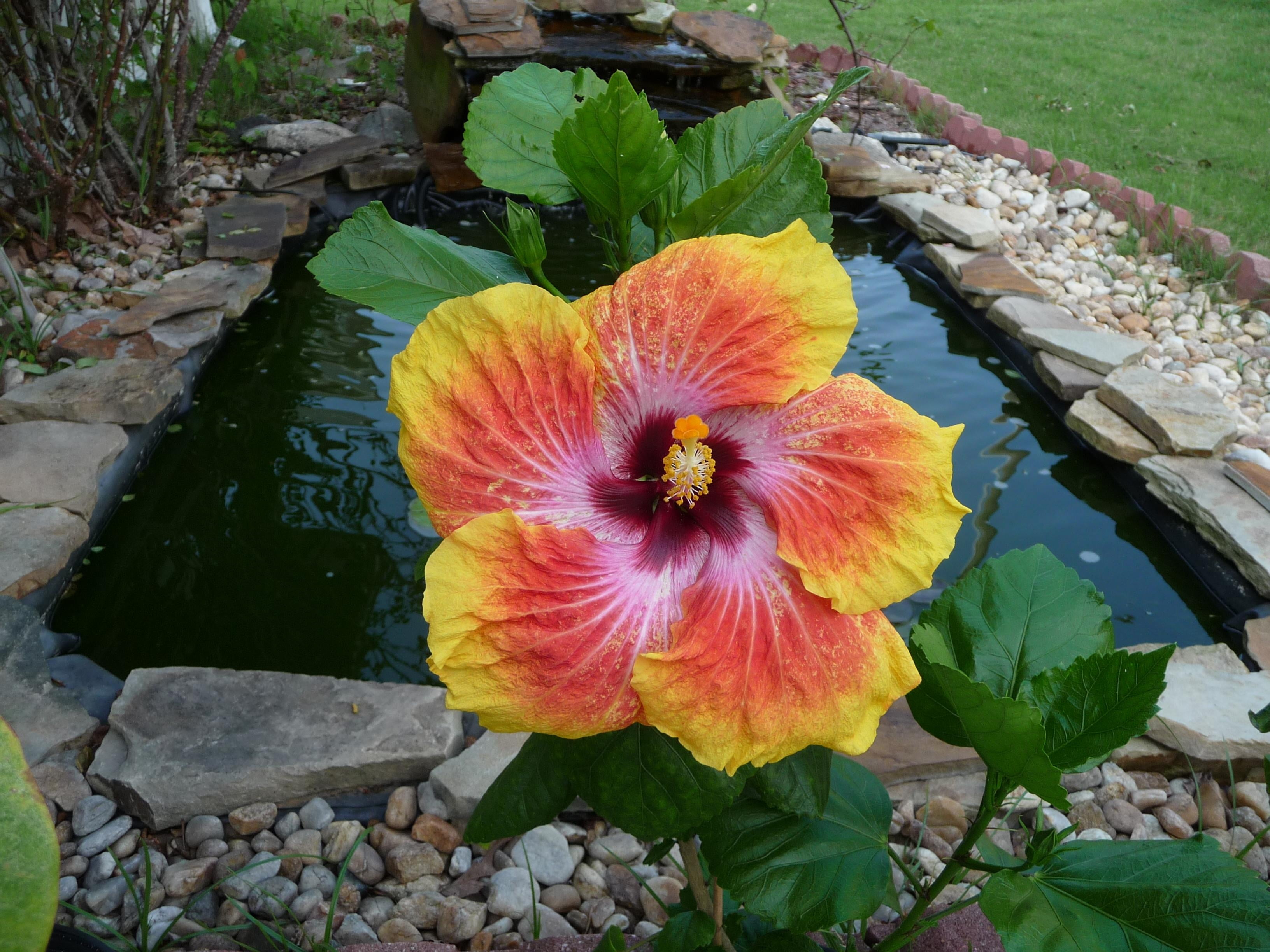 plant part, lake, flowering, flower Head, stones, water, pink Color, growth, freshness, hibiscus, inflorescence, fragility, pollen, green Color, pond, flower, HD Wallpaper