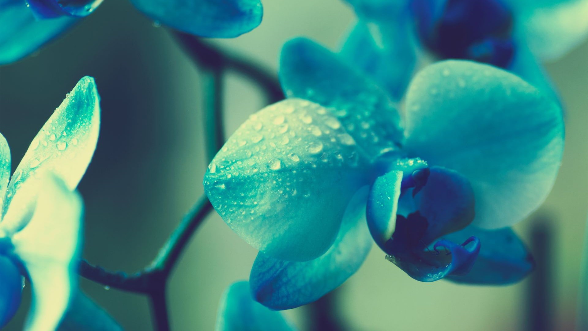 1080P, filter, nature, orchids, macro, flowers, HD Wallpaper