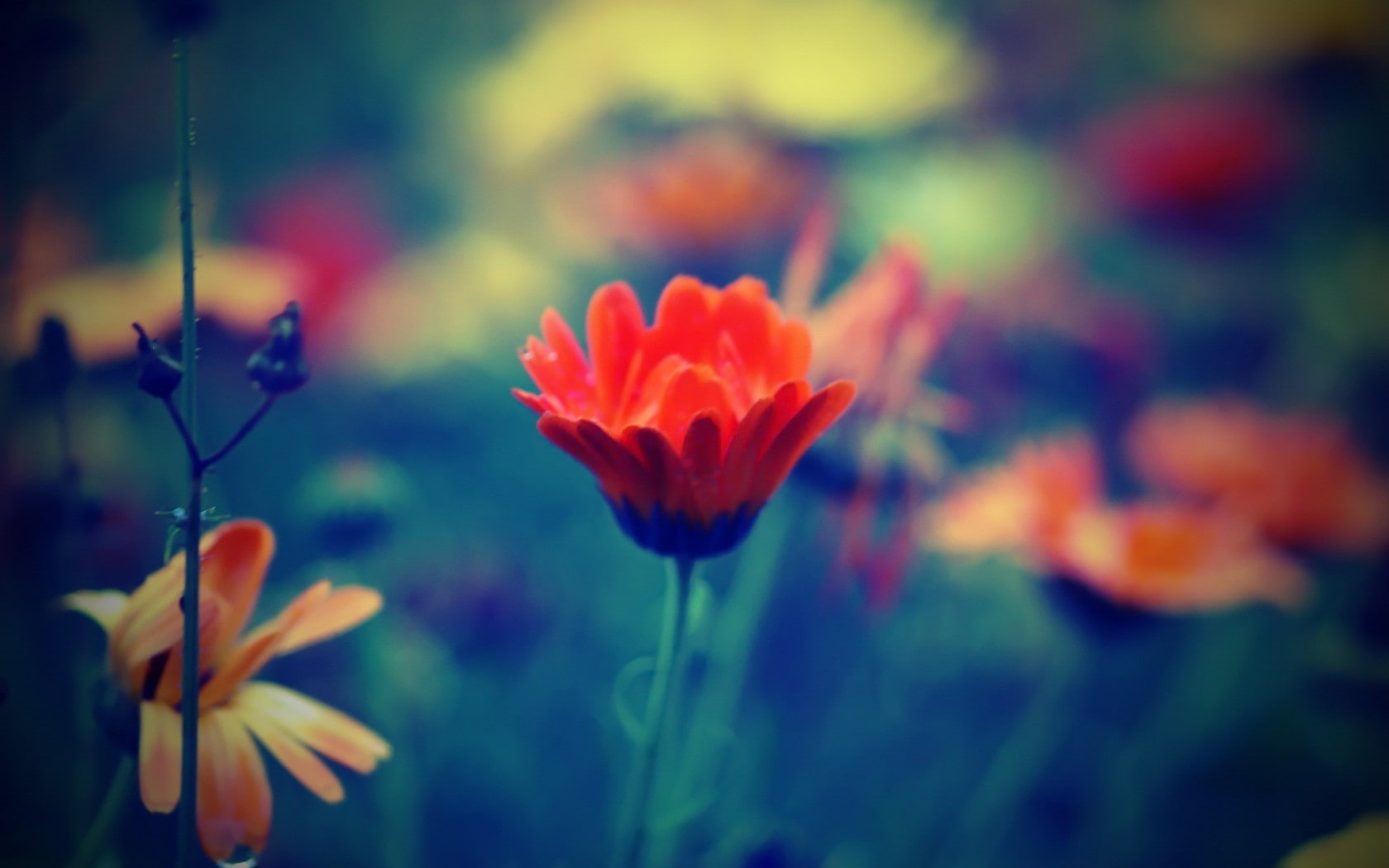 filter, freshness, no people, macro, plant stem, vulnerability, beauty in nature, inflorescence, flowering plant, plant, outdoors, day, nature, growth, HD Wallpaper
