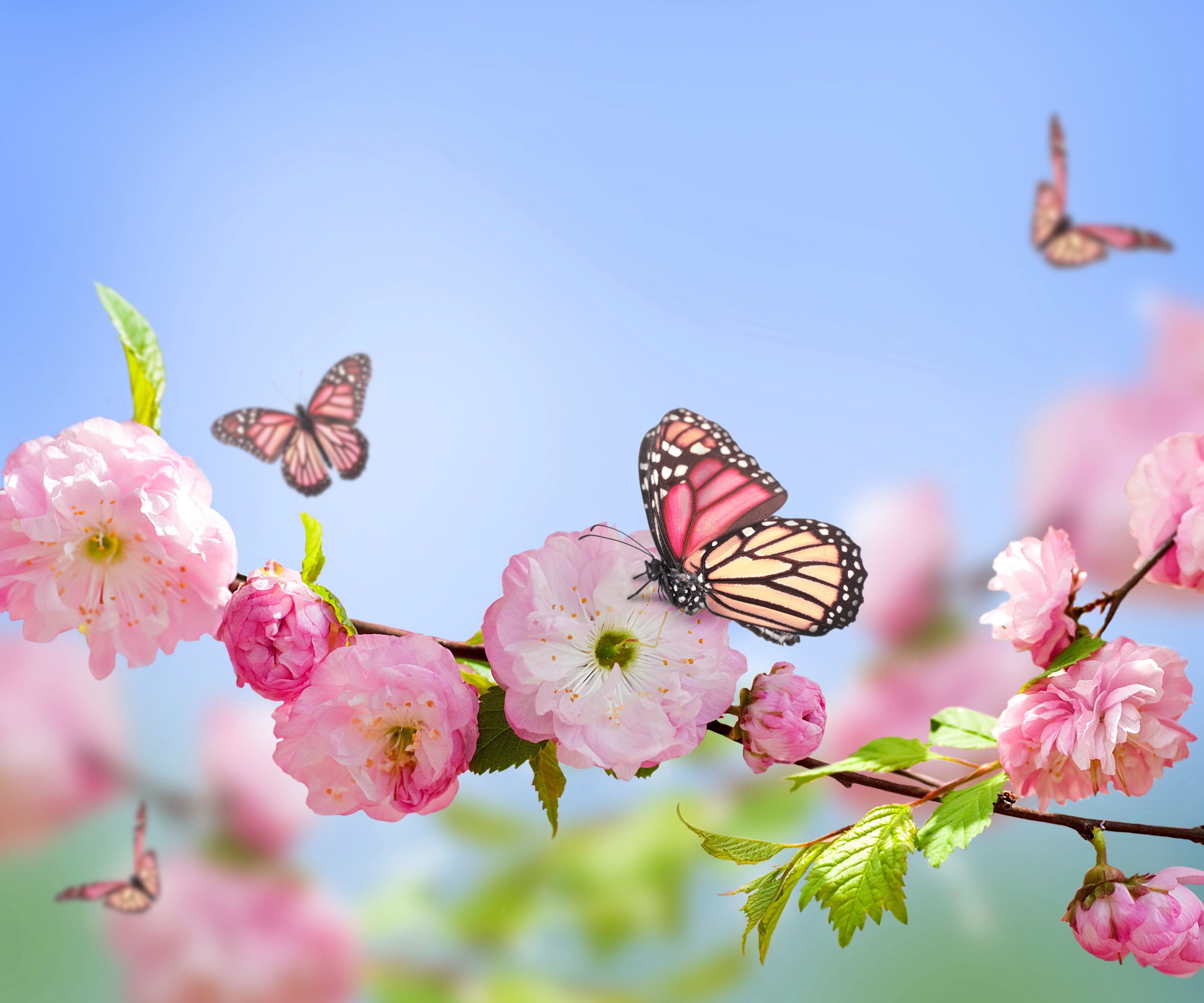 fragility, colors, freshness, animal wildlife, tree, blue, plant, animals in the wild, outdoors, bloom, flowering plant, close-up, season, no people, pollination, HD Wallpaper