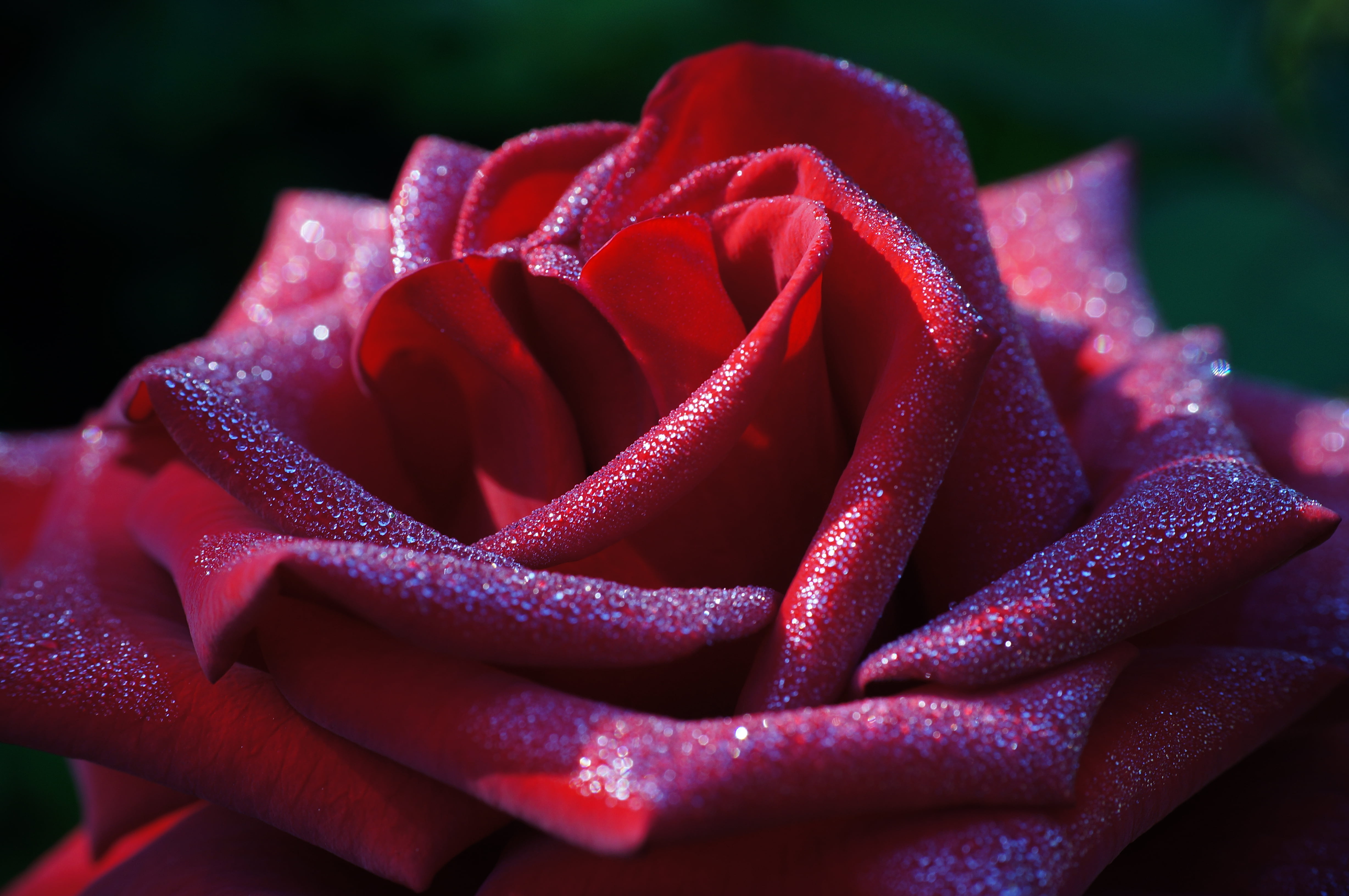 rose, 4K, red, backgrounds, close-up, shot, petal, nature, close, HD Wallpaper