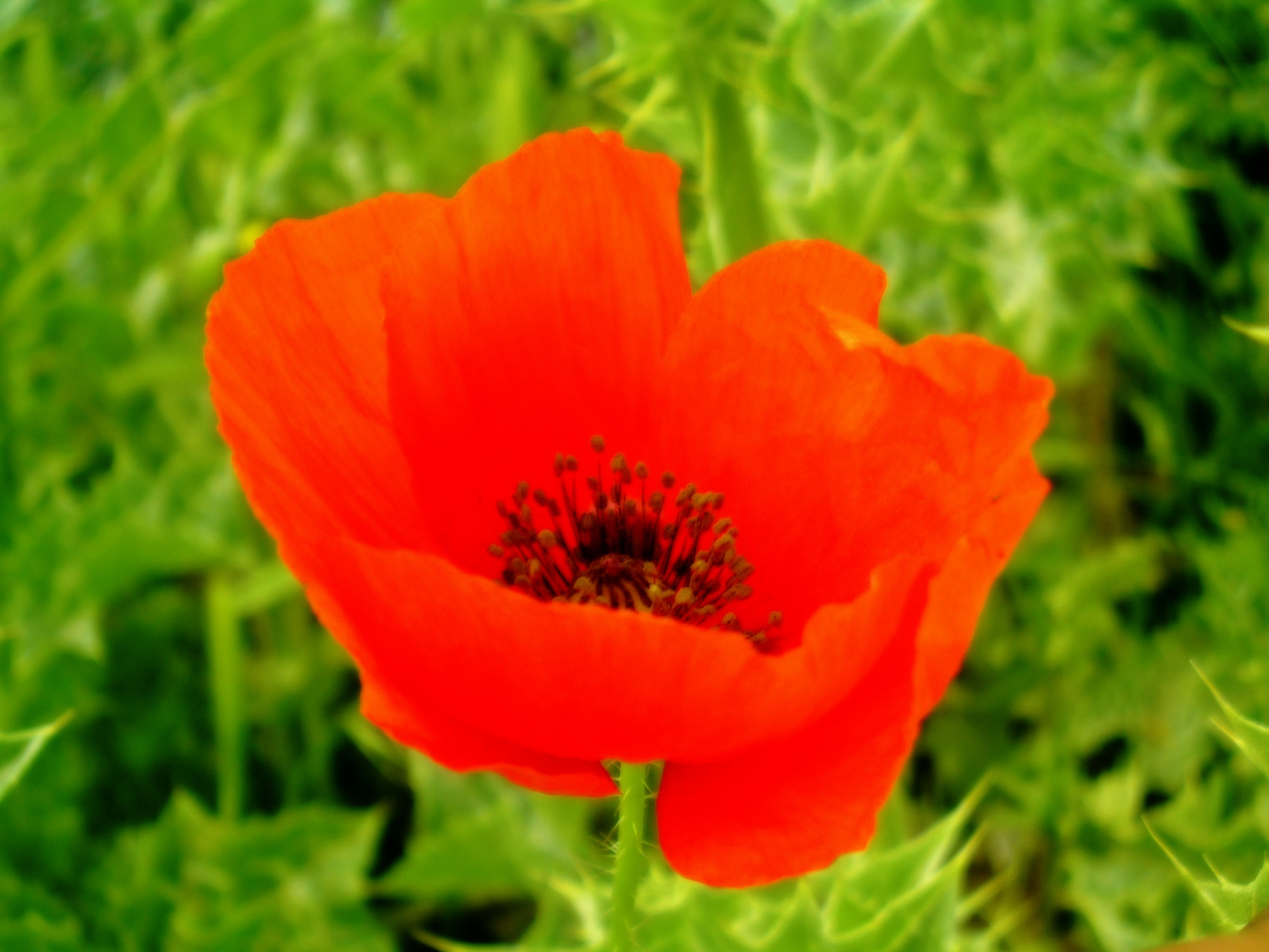 field, fragility, nature, 2K, pollen, freshness, inflorescence, petal, red, orange, flower, no people, poppy, beauty in nature, close-up, flowering plant, HD Wallpaper