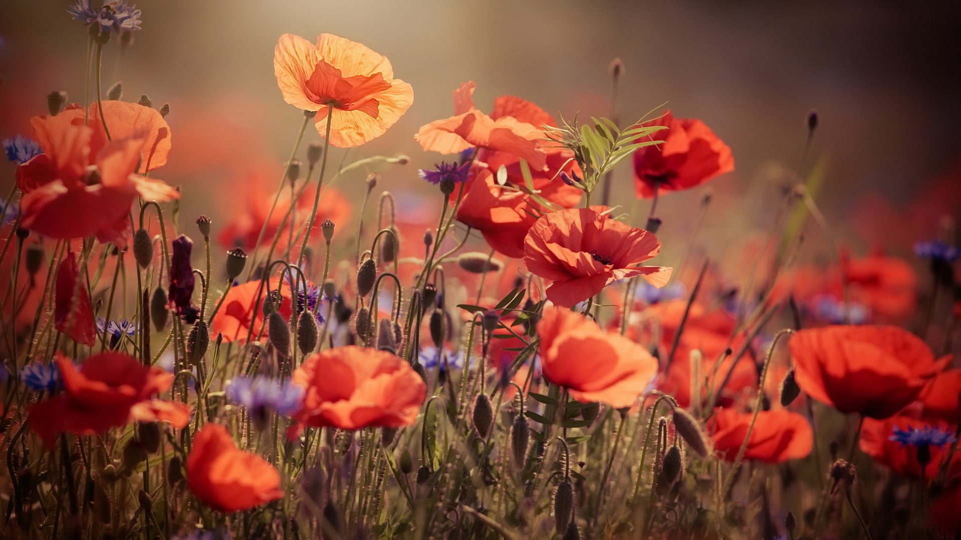 flowers, plants, poppies, 1080P, HD Wallpaper