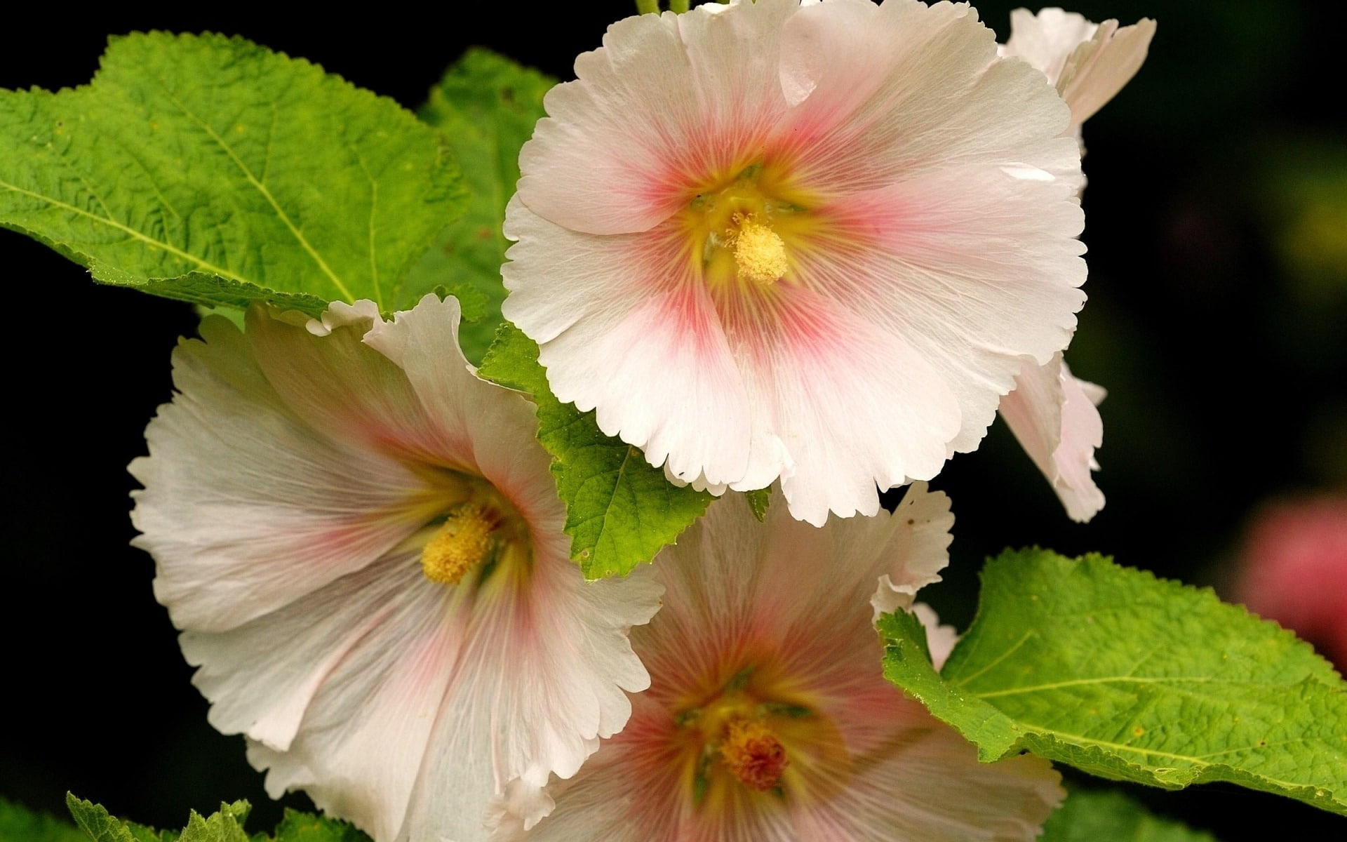 flower, flowering plant, plant, pink color, nature, 1080P, no people, plant part, flower head, mallow, petal, black background, leaf, focus on foreground, HD Wallpaper