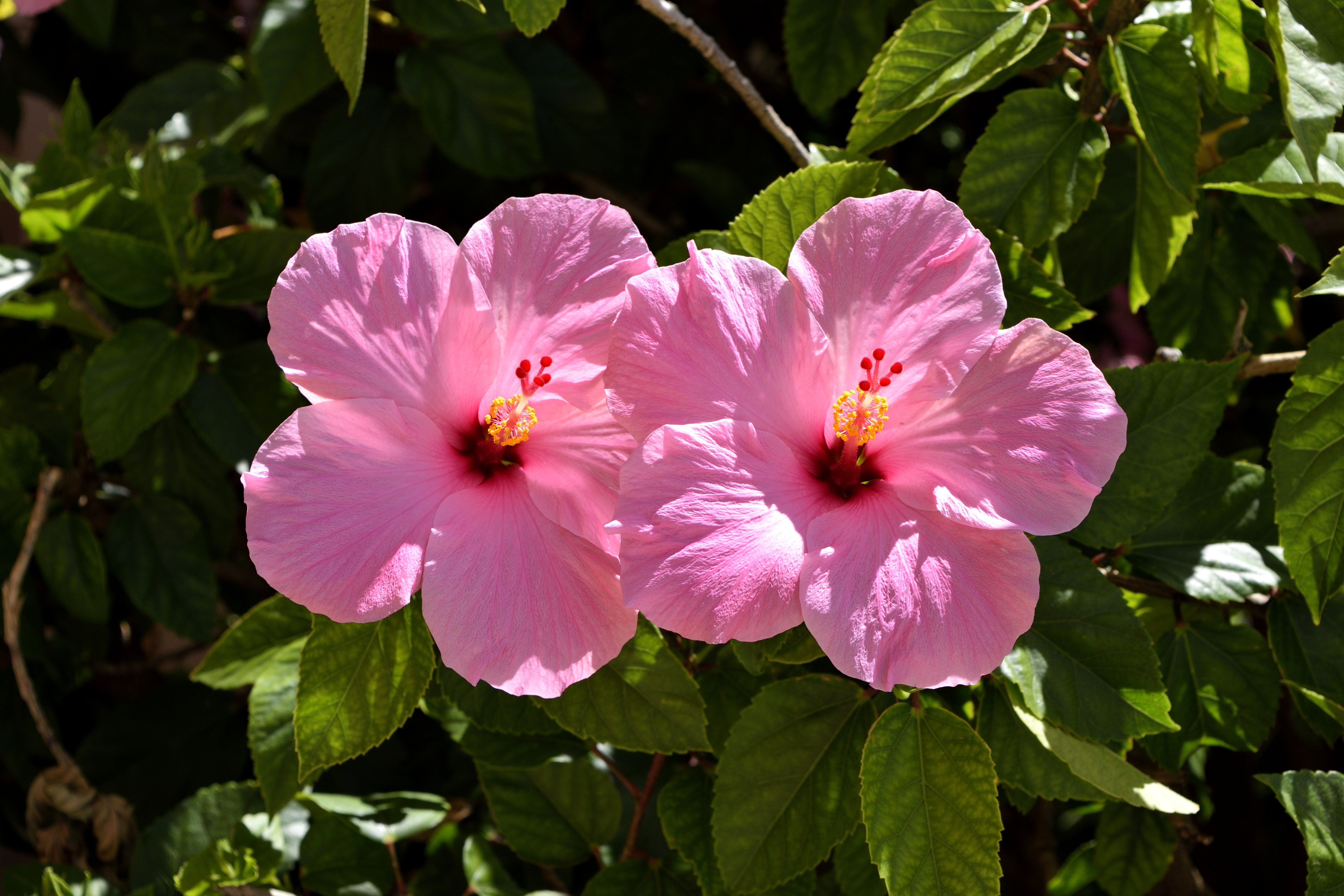 plant, nature, bright, day, vulnerability, flowering plant, tropical, peony, pink color, summer, garden, decoration, stamen, close-up, plant part, blossom, HD Wallpaper