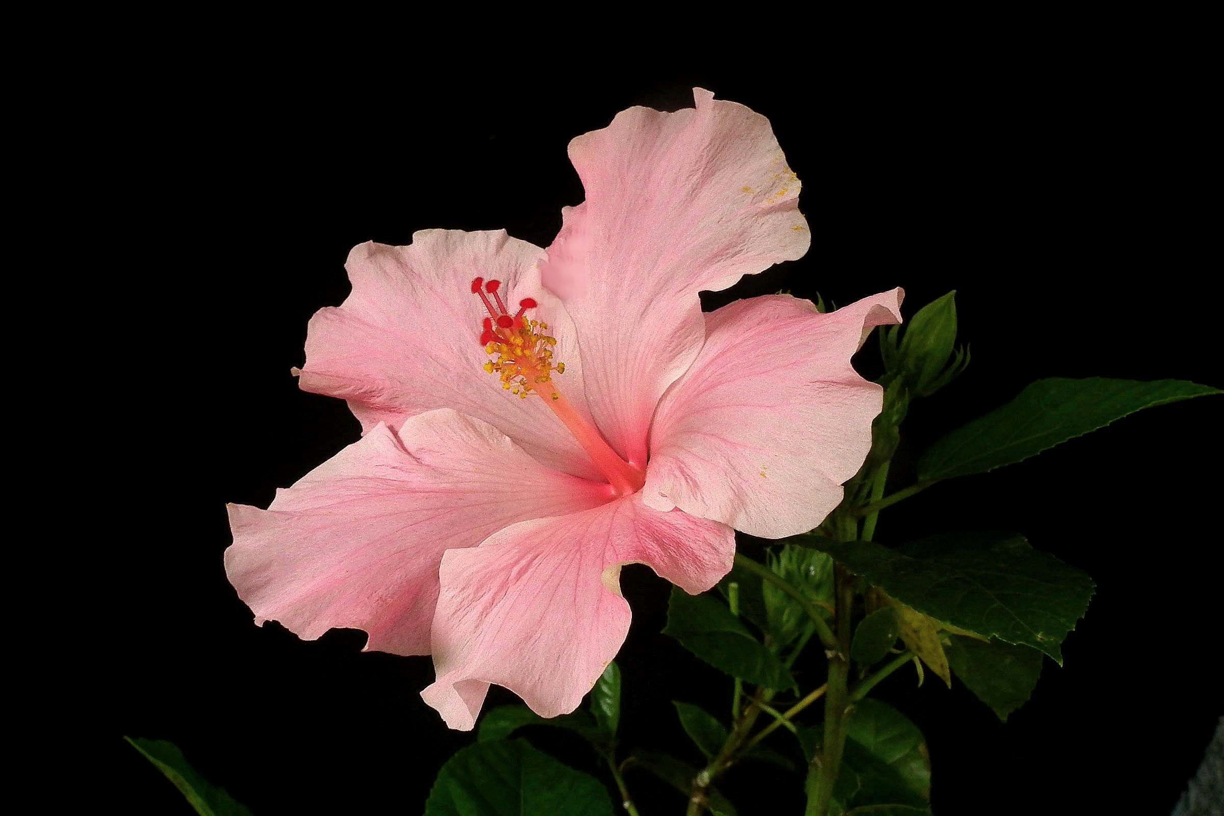 hibiscus, 1080P, HD Wallpaper