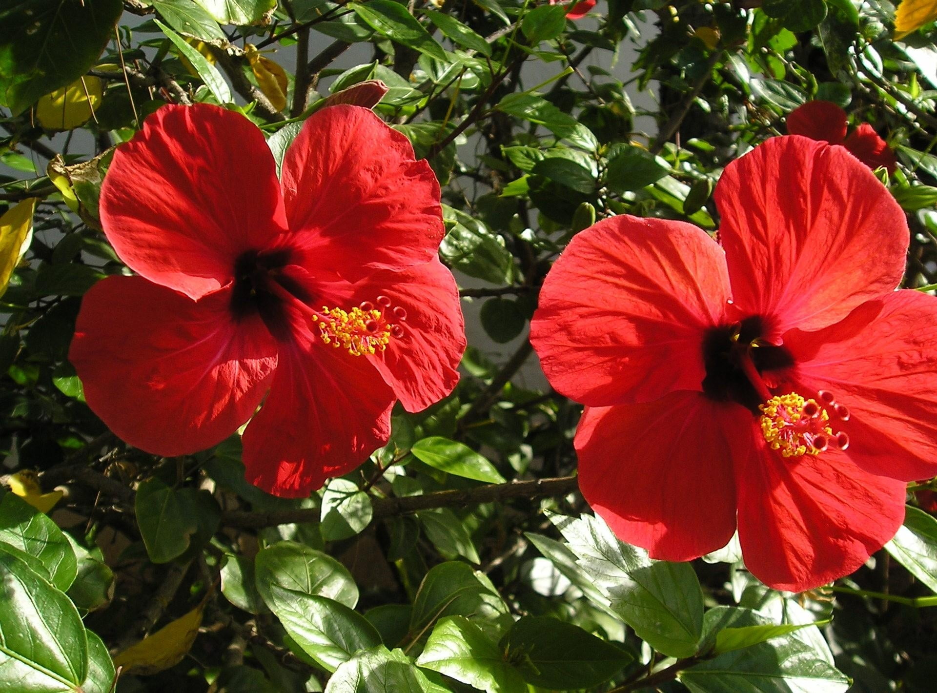 leaves, colors, close-up, blossoms, flower, red, flowerbed, vulnerability, summer, petal, growth, flowering plant, season, springtime, inflorescence, hibiscus, HD Wallpaper
