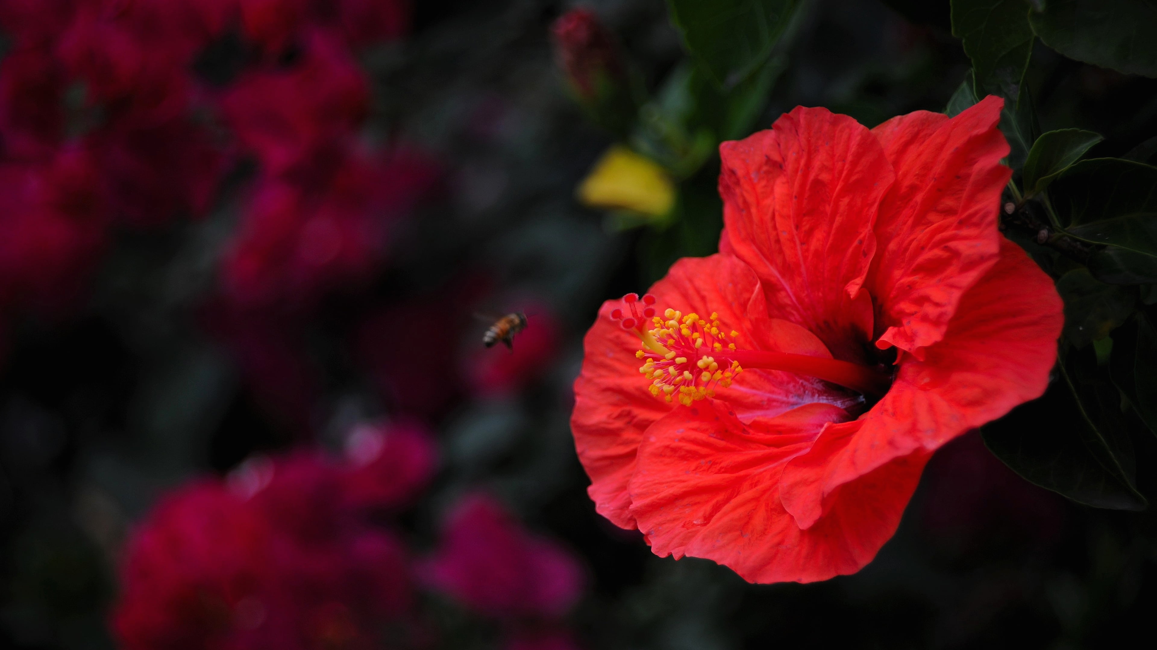 the bushes, the dark background, summer, stamens, insect, hibiscus, bee, flower, 4K, red, macro, HD Wallpaper