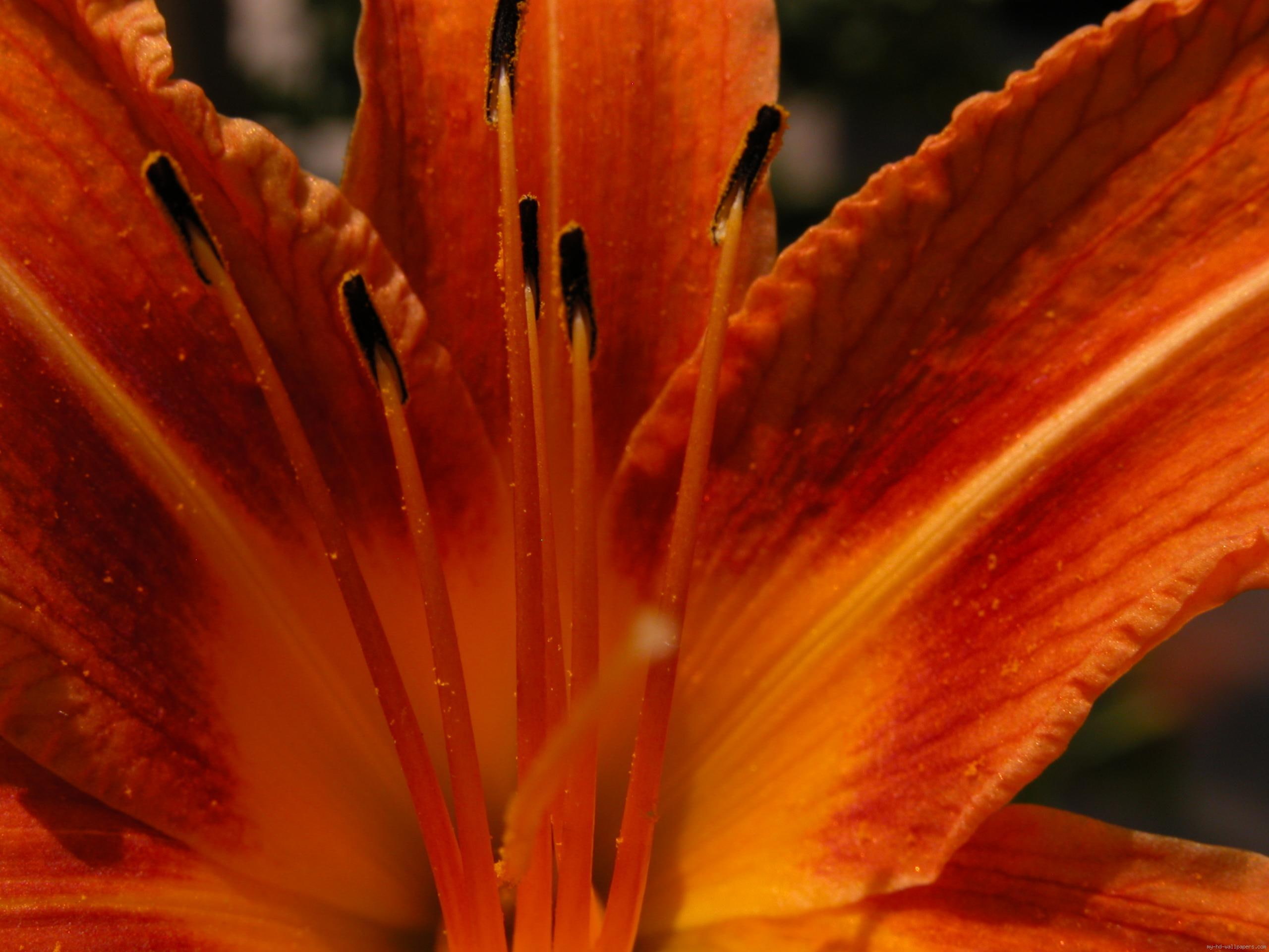 nature, 2K, orange, flower, hibiscus, HD Wallpaper
