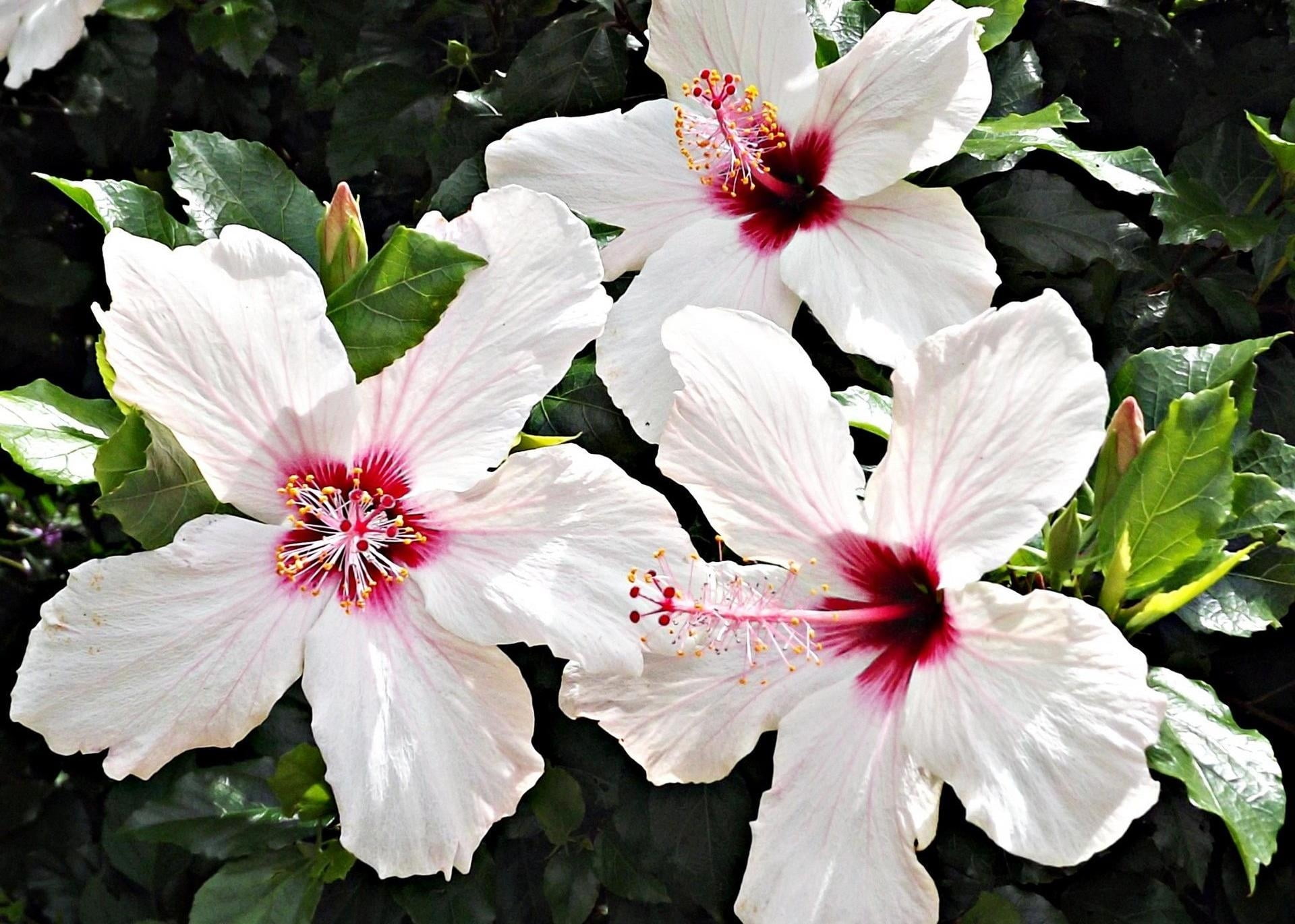 1080P, leaf, freshness, vulnerability, pink color, fragility, blossoms, hibiscus, inflorescence, plant part, no people, nature, white, pollen, white color, HD Wallpaper