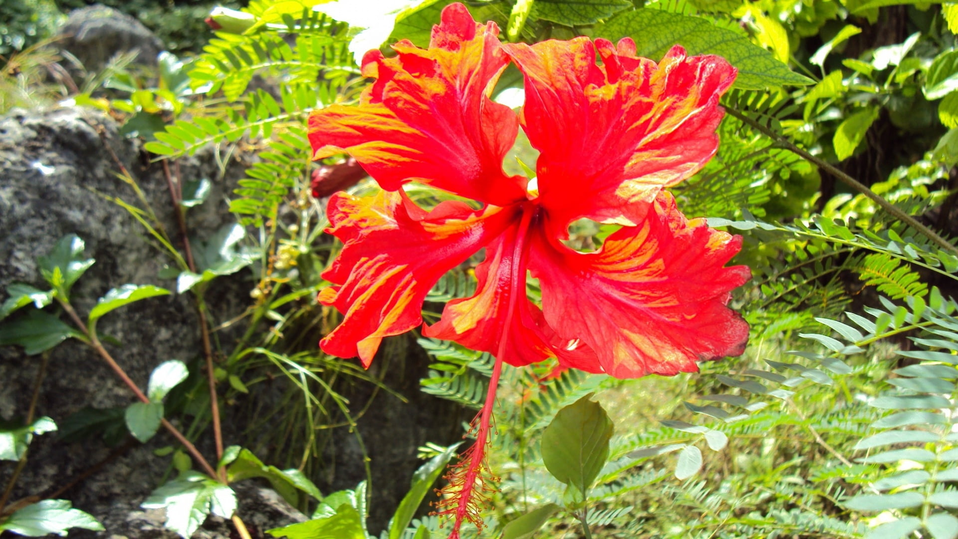 flowering plant, gardening, flower Head, plant, season, botany, summer, freshness, flowerbed, colors, yellow, nature, fragility, saipan, blossom, focus on foreground, HD Wallpaper