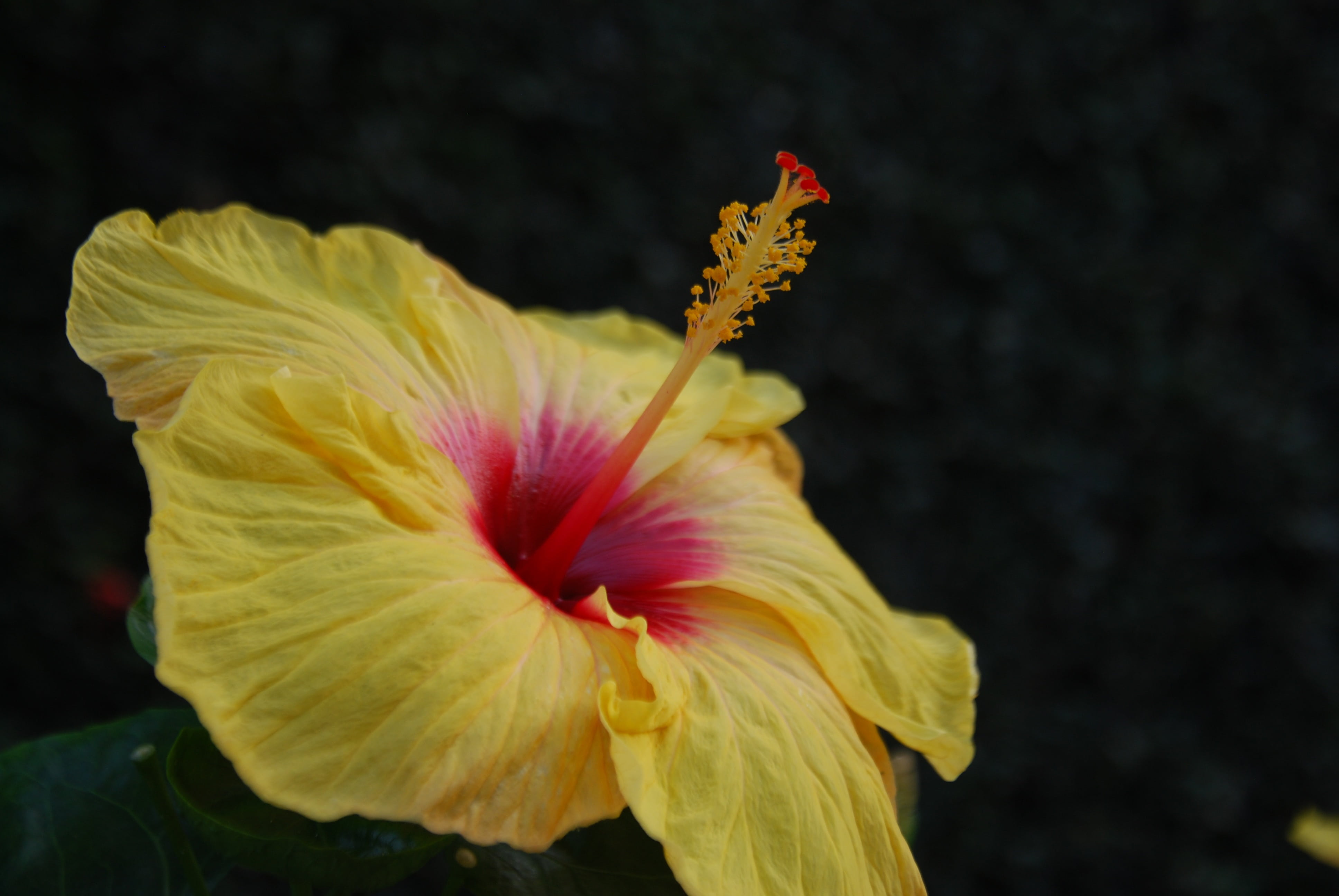 no people, floral, petal, softness, botanical, stamen, focus on foreground, 4K, blossom, vulnerability, growth, garden, flowering, beauty in nature, bloom, HD Wallpaper