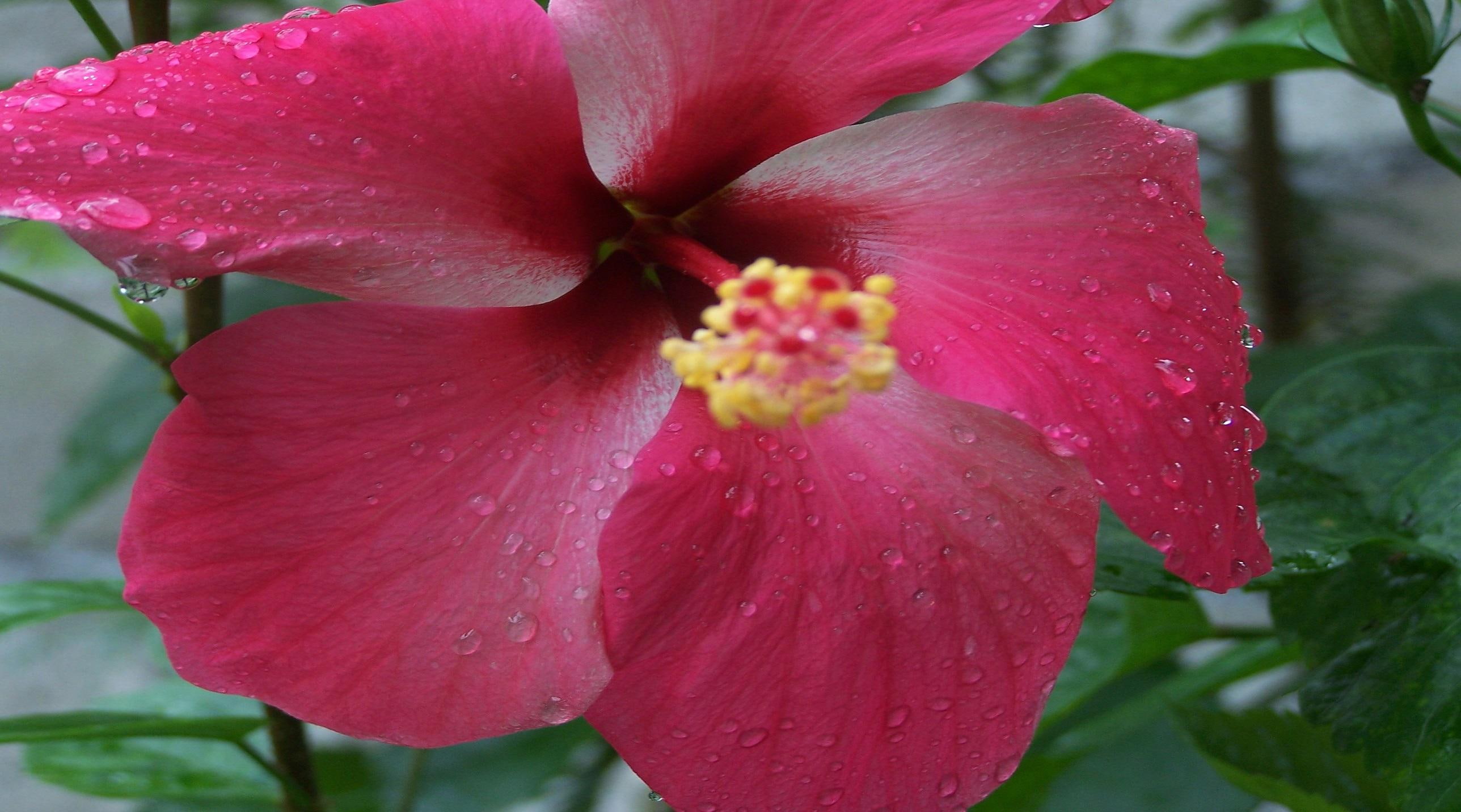 hibiscus, nature, petals, flower, large, dark, 2K, pink, HD Wallpaper