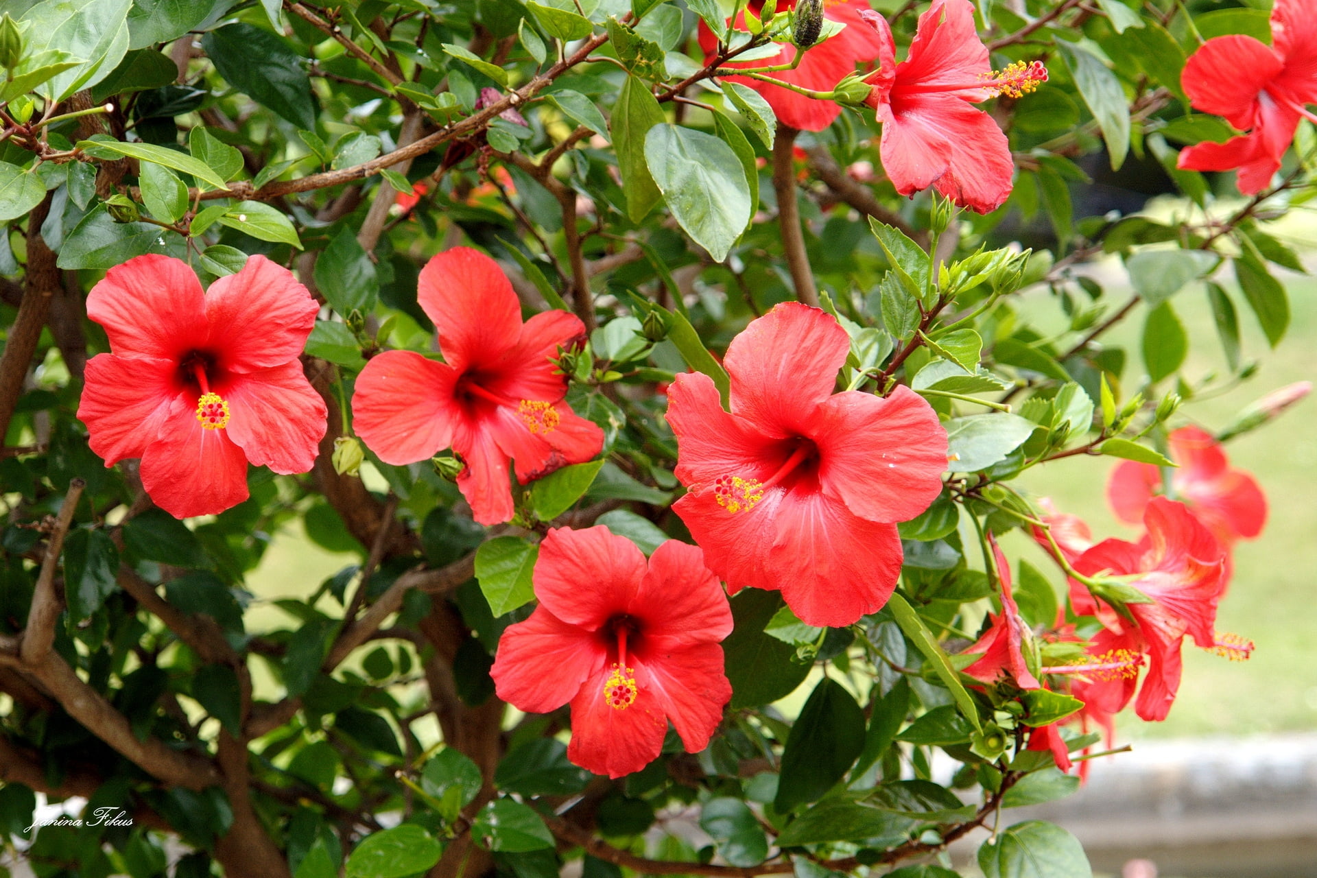 branches, flower, plant part, outdoors, pink Color, summer, close-up, plant, 1080P, formal Garden, pollen, rose - Flower, green Color, leaves, inflorescence, HD Wallpaper