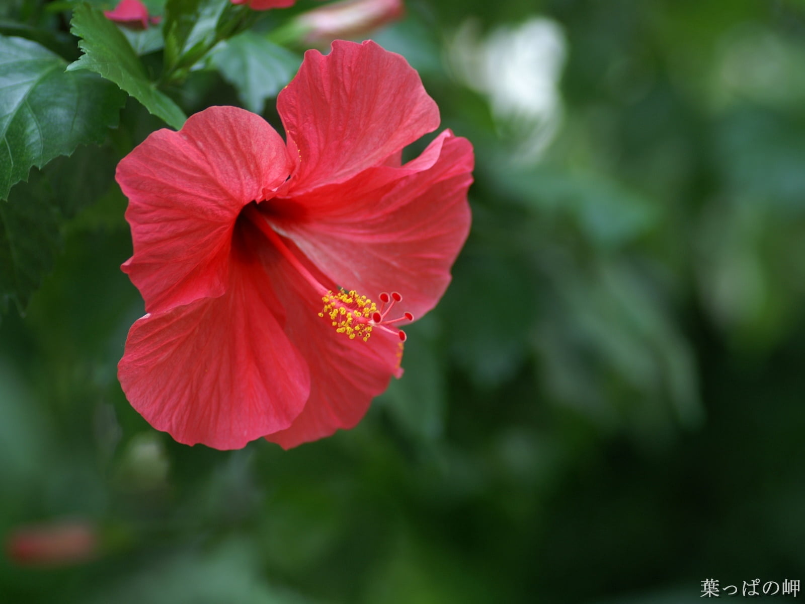 flower Head, no people, stamen, flower, springtime, day, vulnerability, multi Colored, botany, hibiscus, beauty In Nature, fragility, flowerbed, mallow, HD Wallpaper
