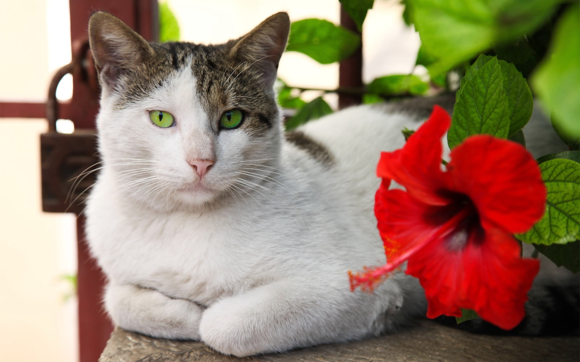 animals And Pets, sitting, feline, red, cat, mammal, flower head, flowering plant, animal themes, beauty In Nature, outdoors, whisker, one Animal, brown, HD Wallpaper