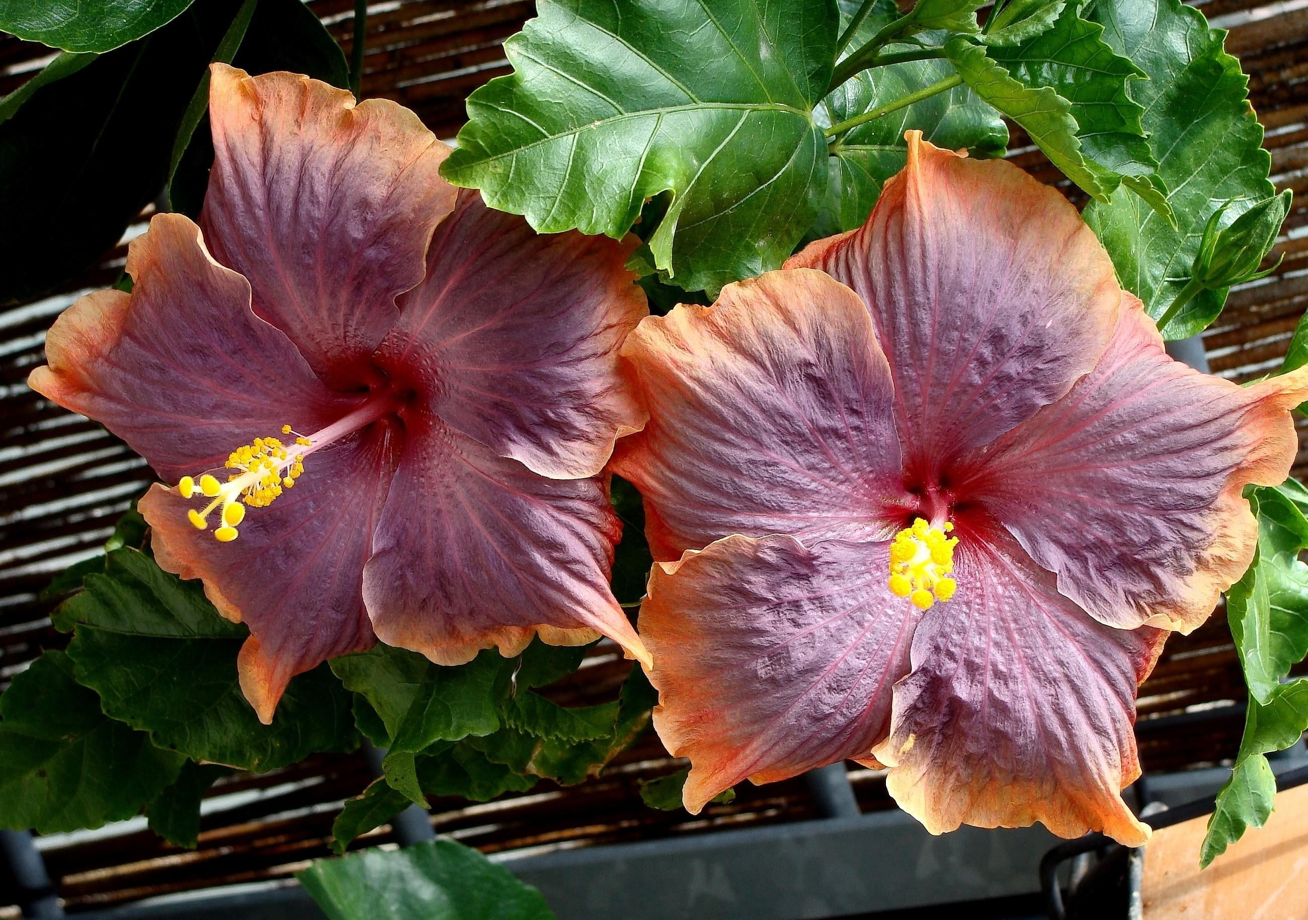 flowers, freshness, pollen, red, flowering, day, hibiscus, green Color, yellow, single Flower, flowering plant, two, outdoors, flower Head, flower, inflorescence, HD Wallpaper